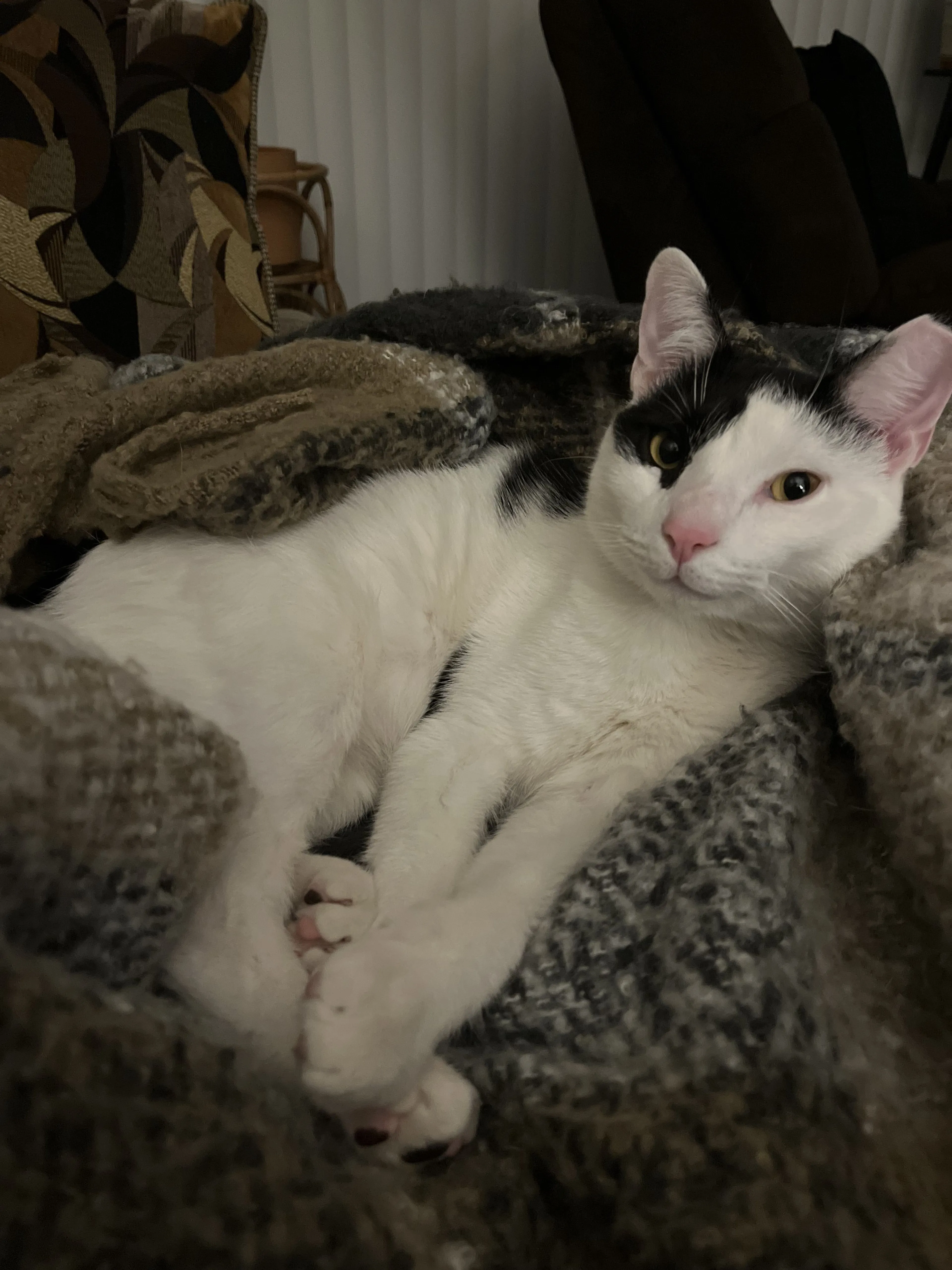 Lost pet-2