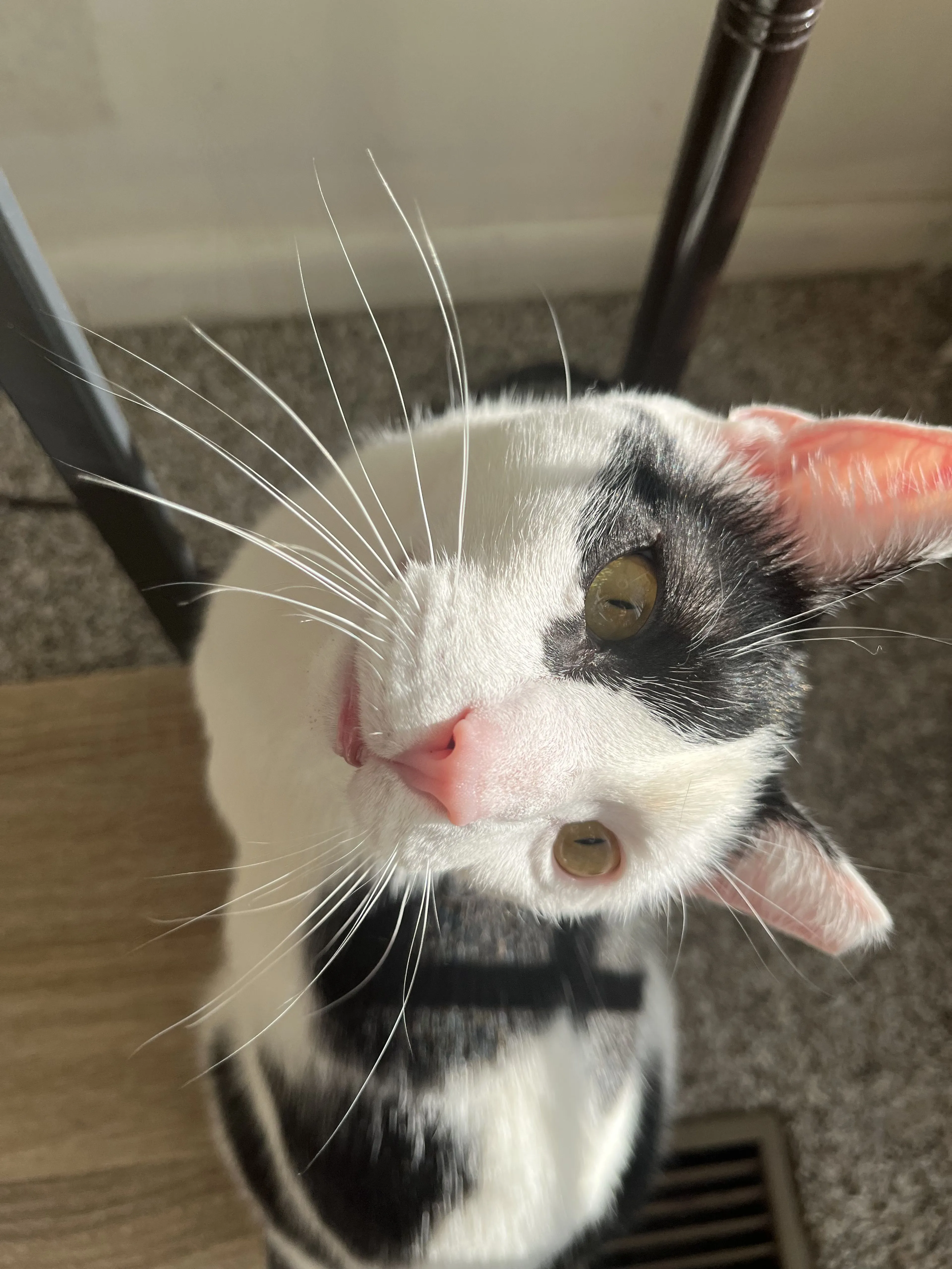 Lost pet-4