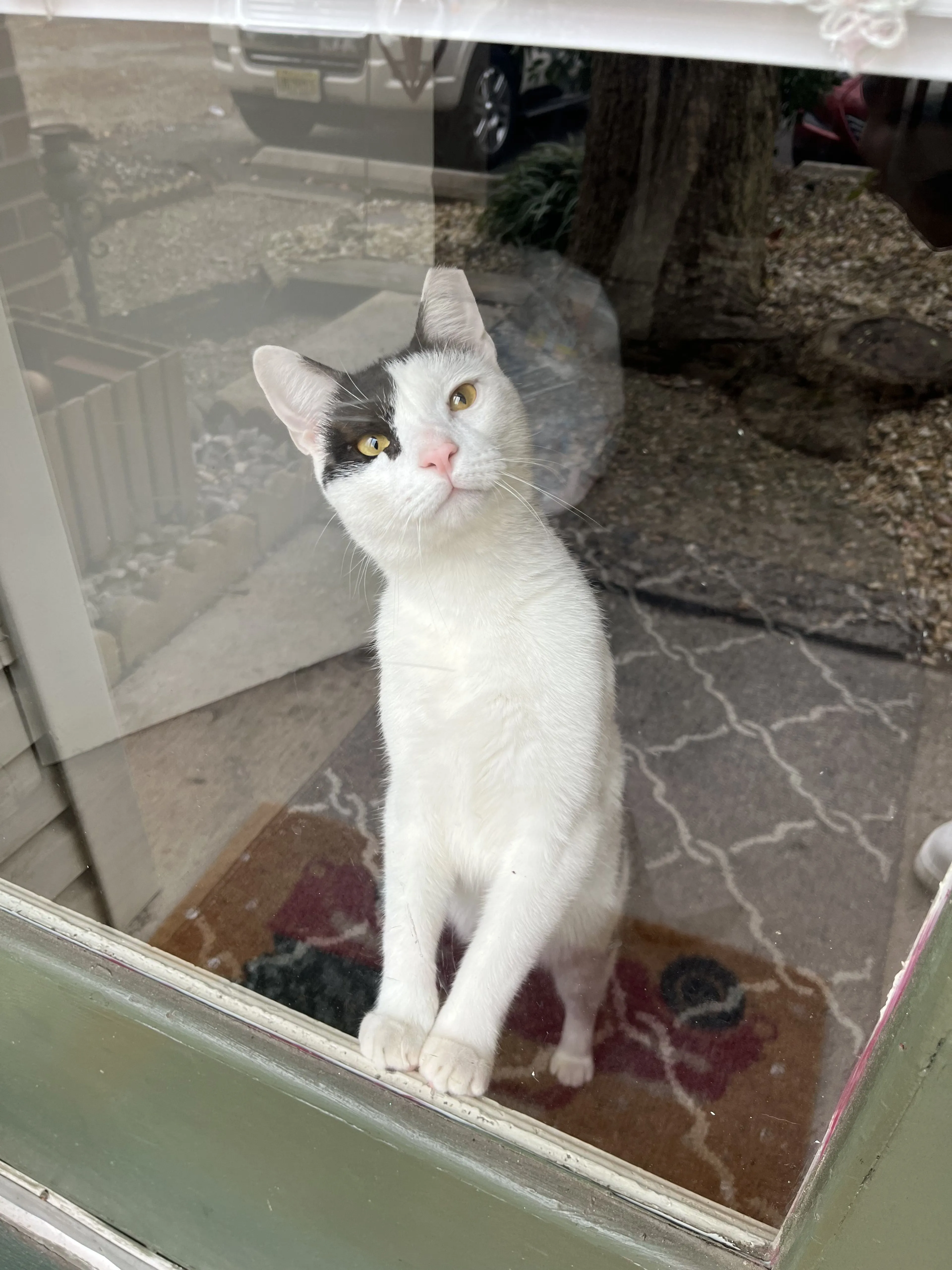 Lost pet-1
