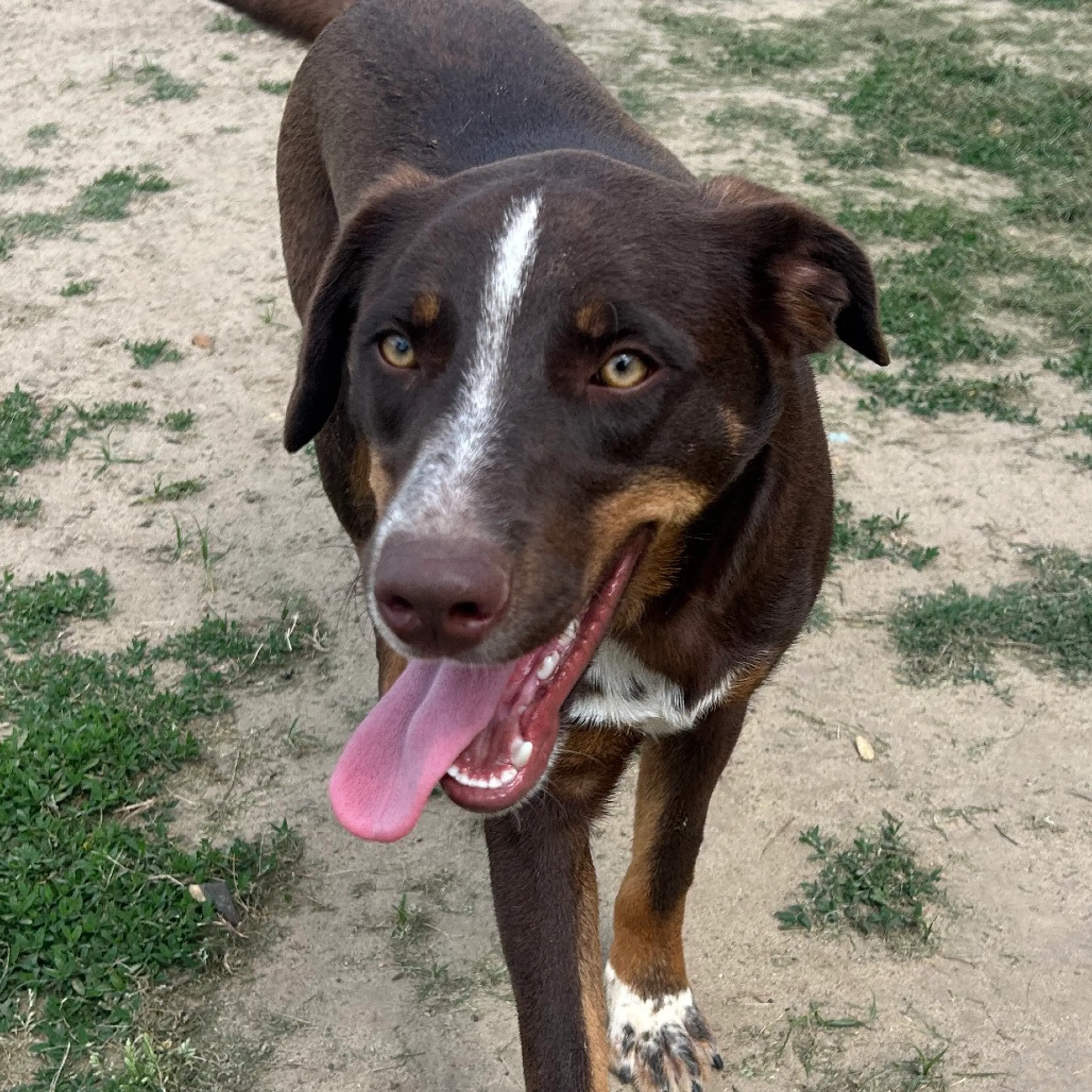 Found pet-2