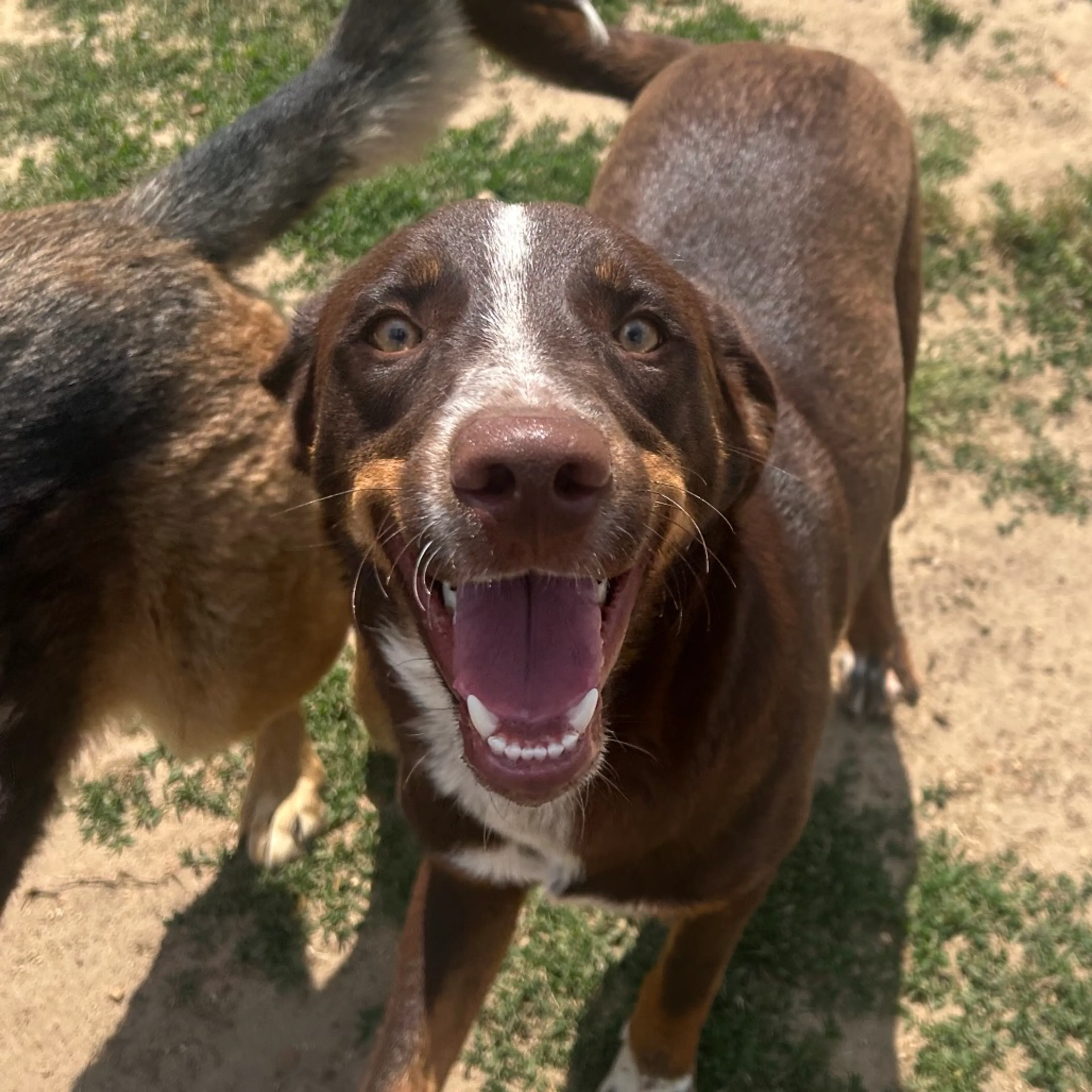 Found pet-3