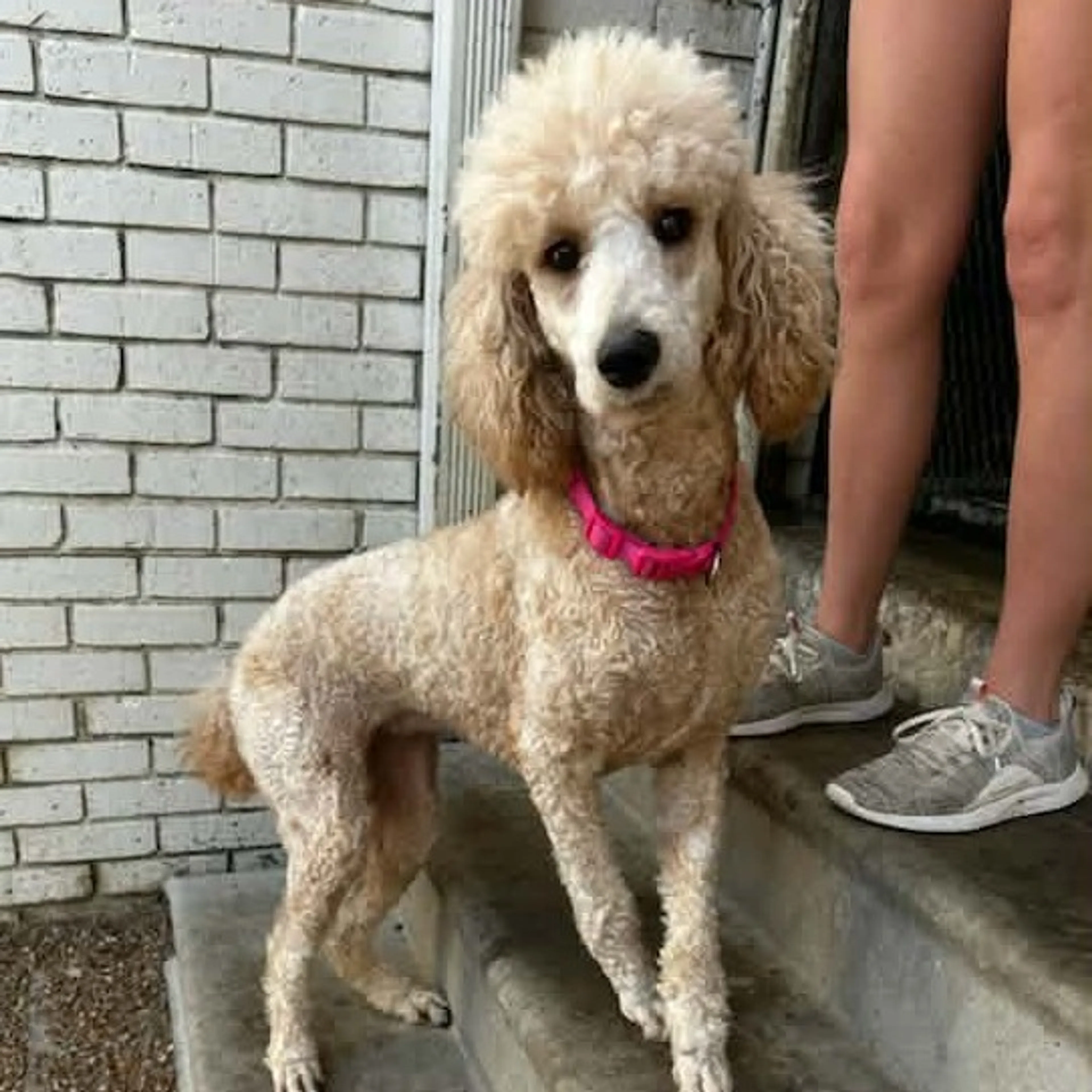 Found pet