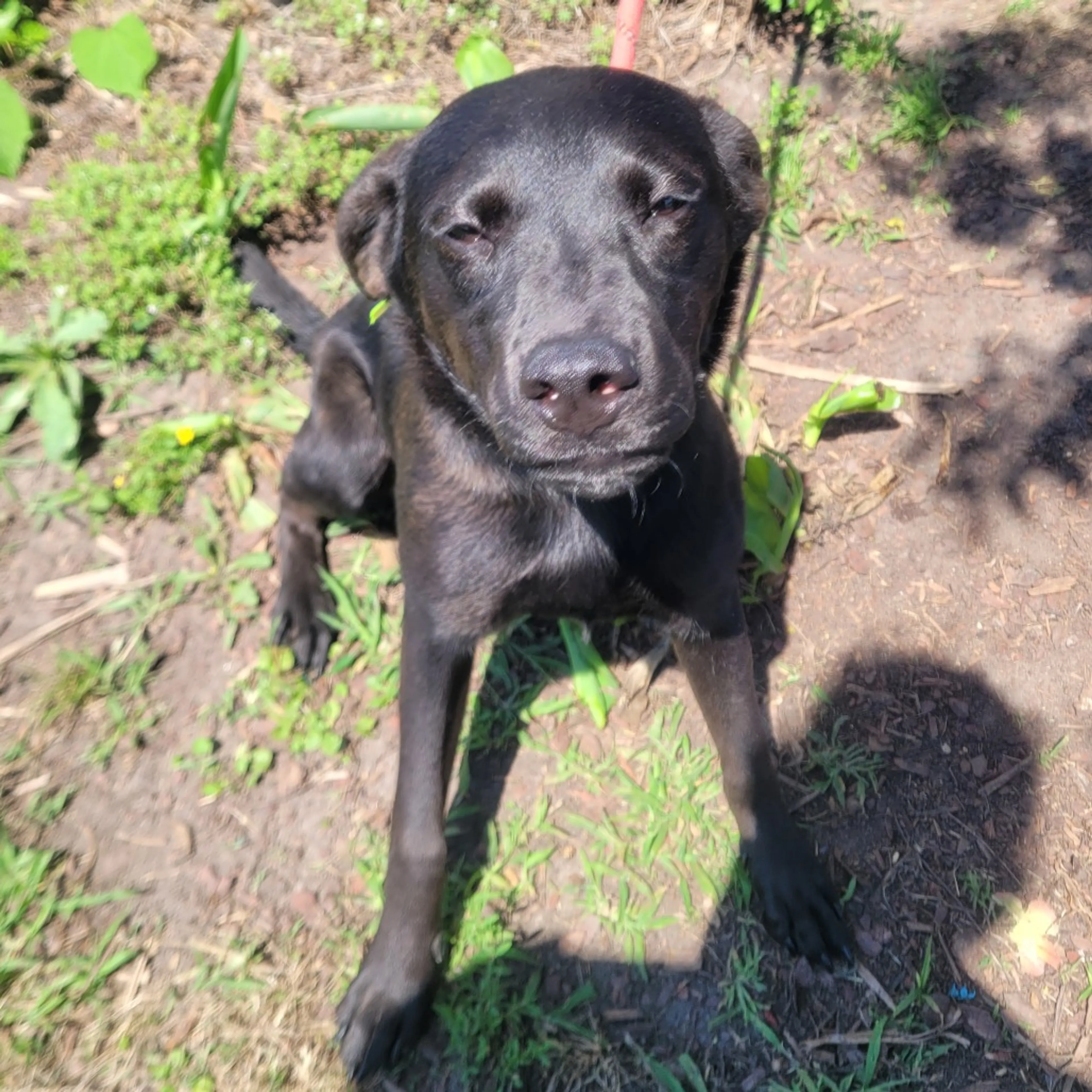 Found pet-1