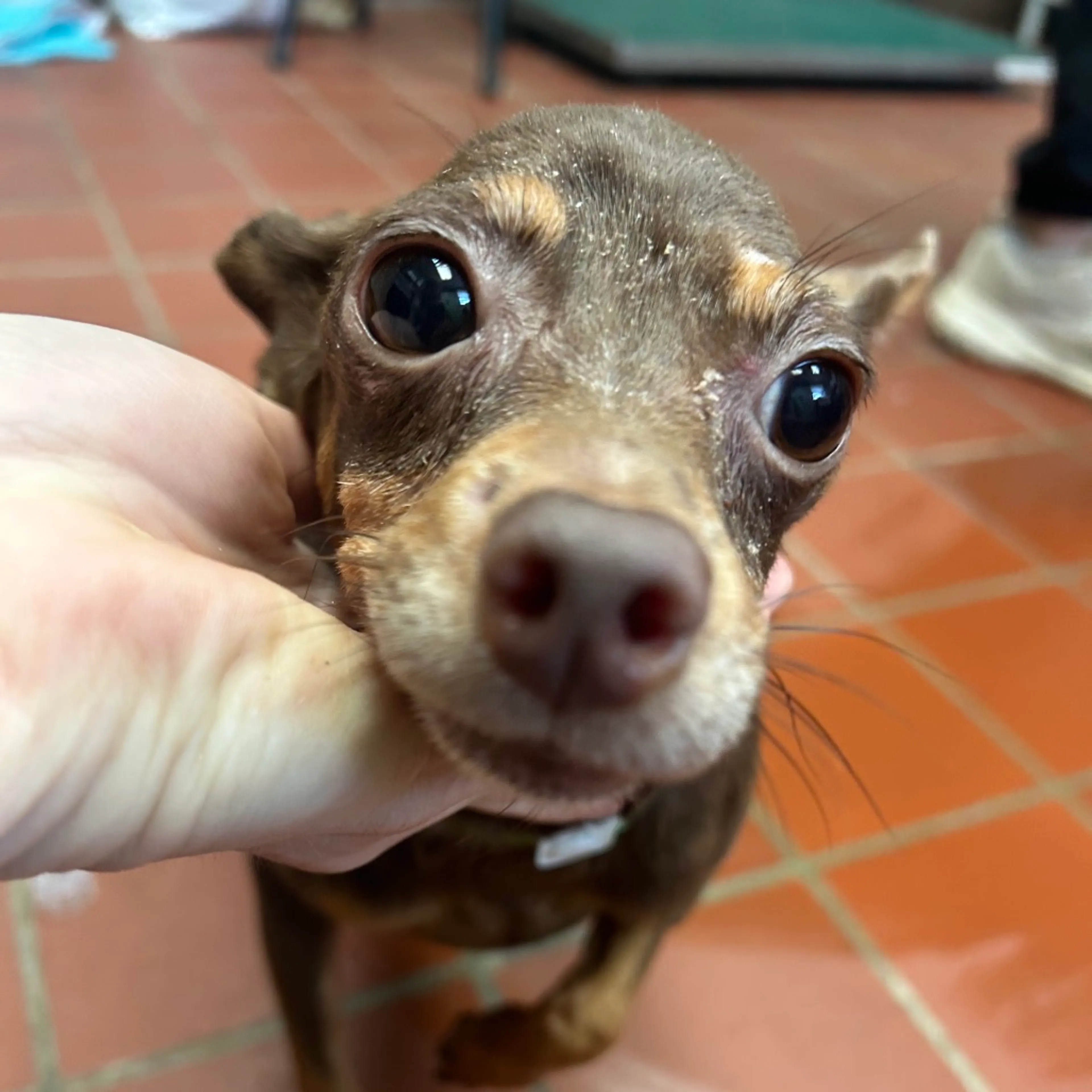Found pet