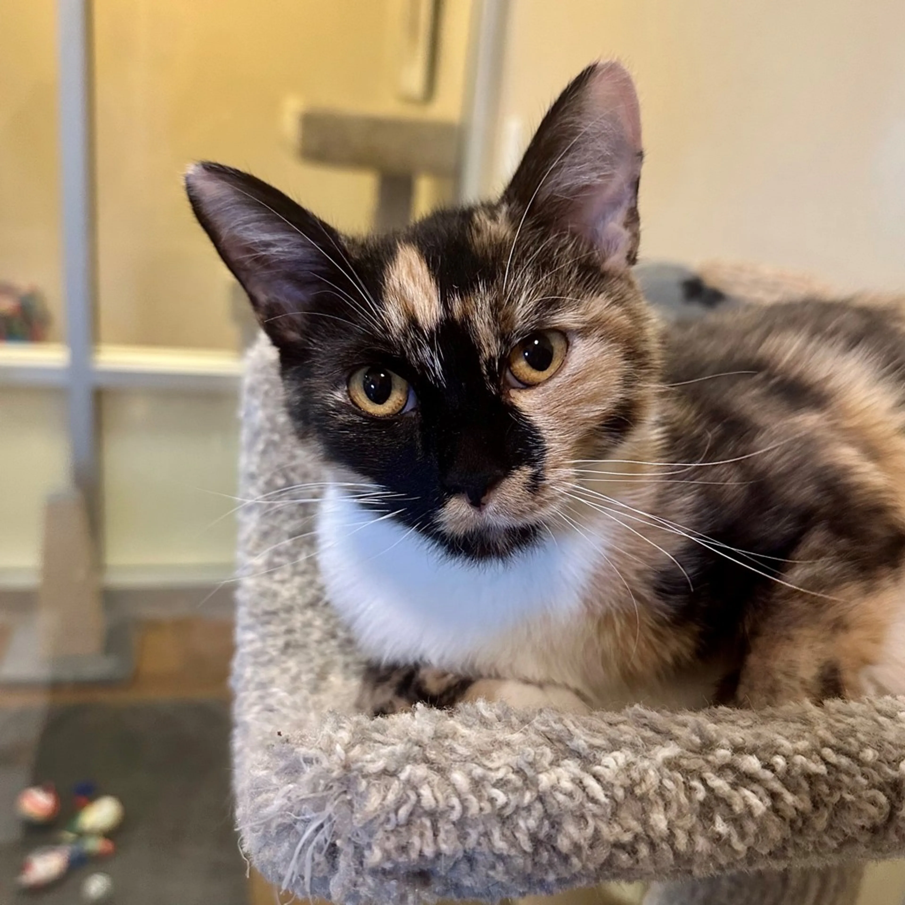 Found pet-6