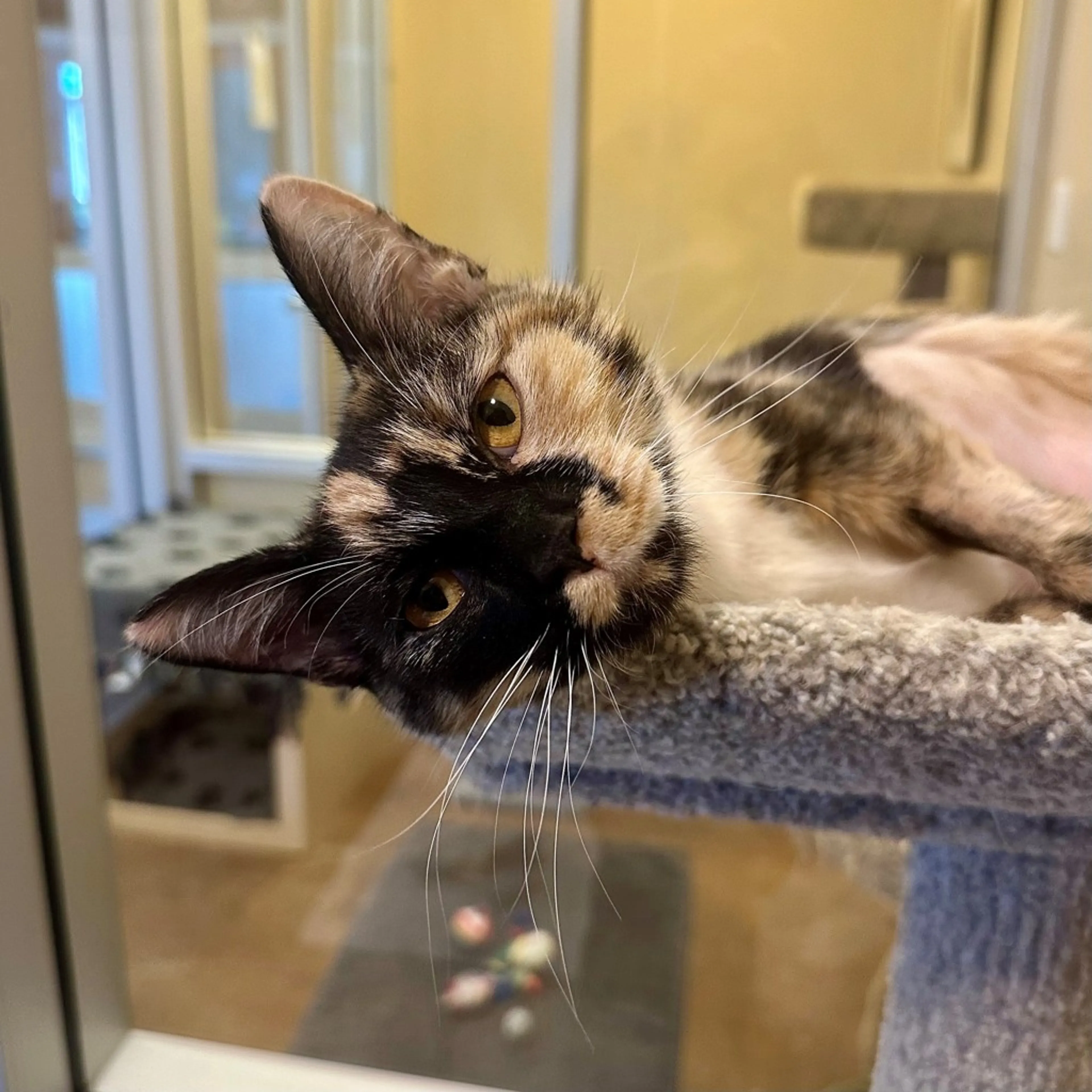 Found pet-2