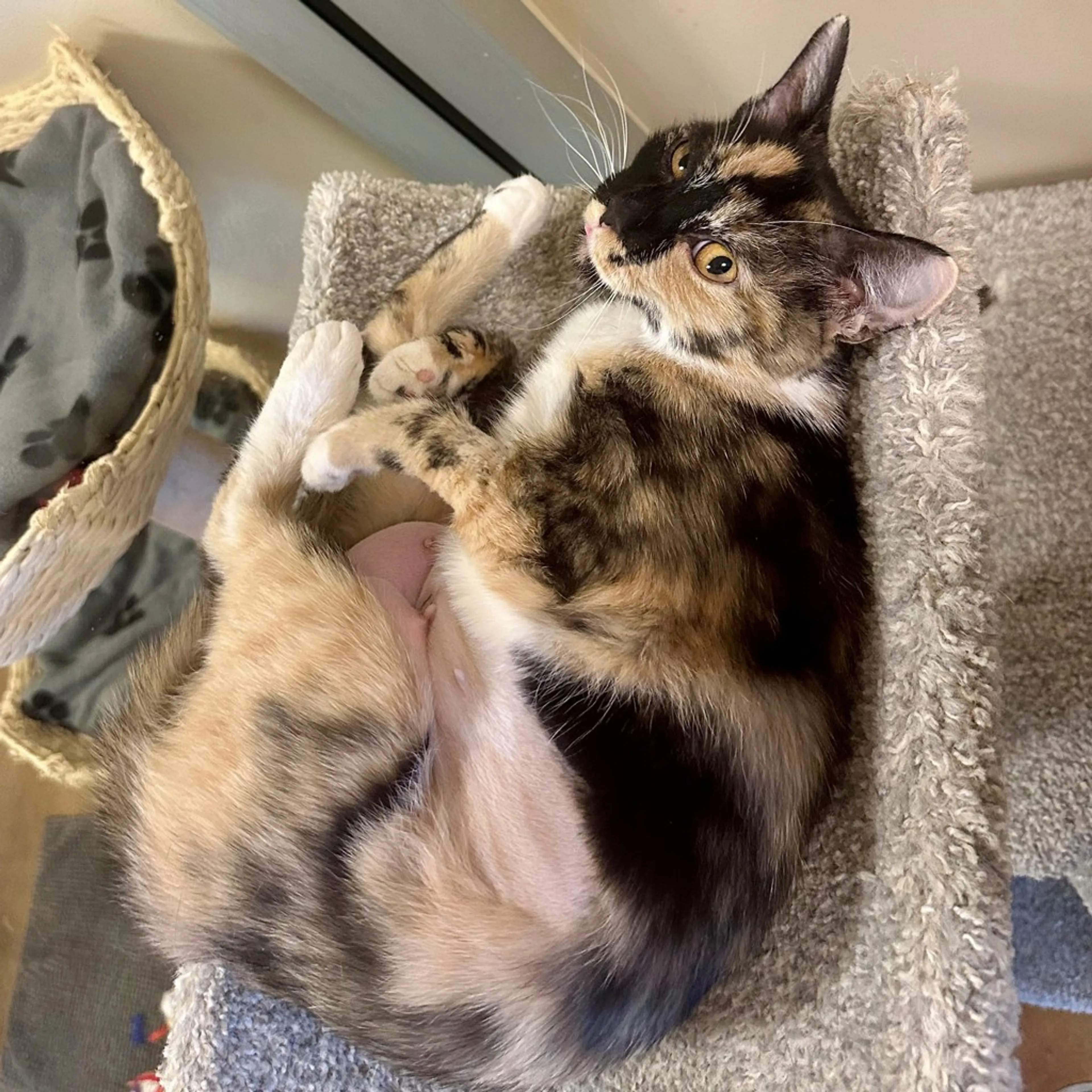 Found pet-1