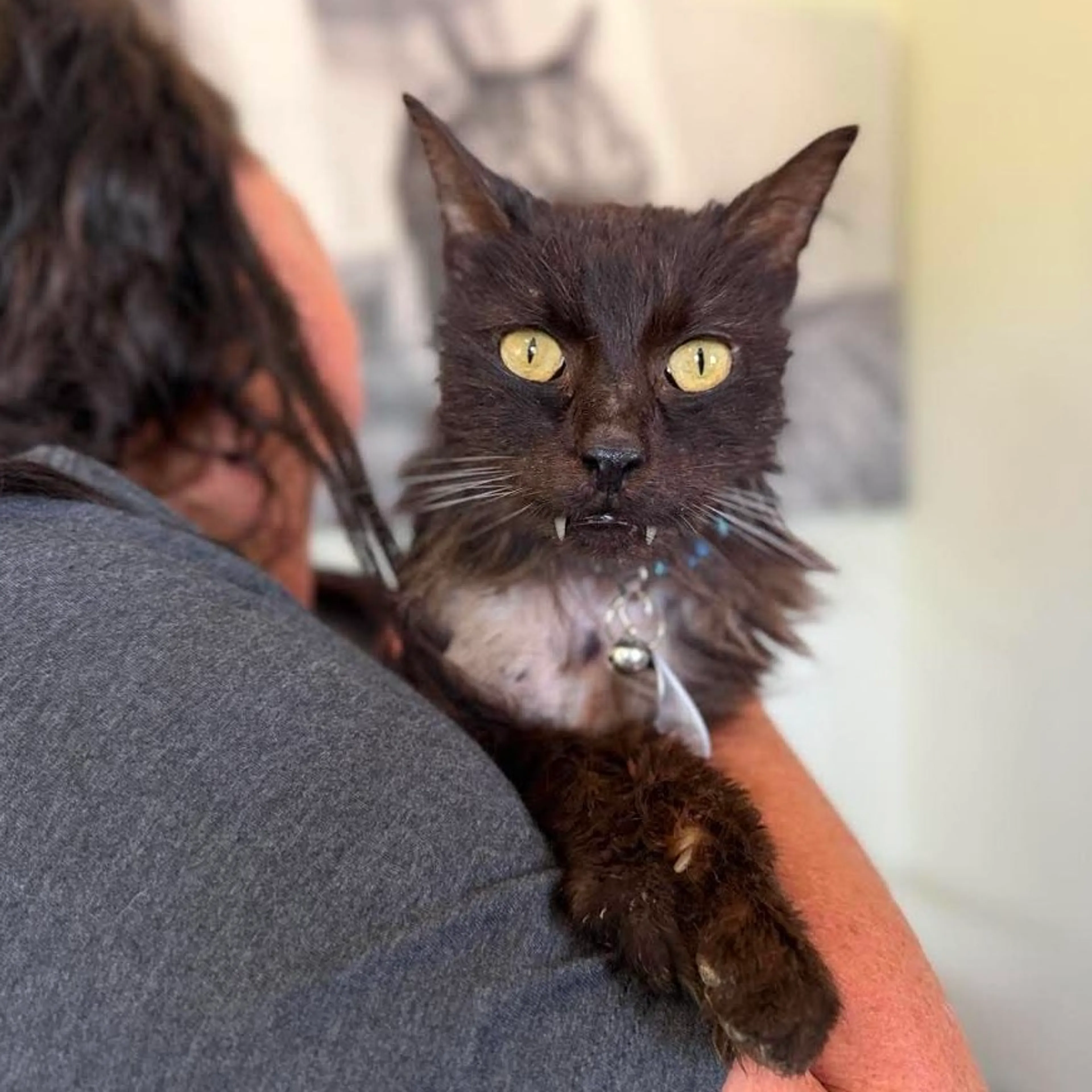 Found pet