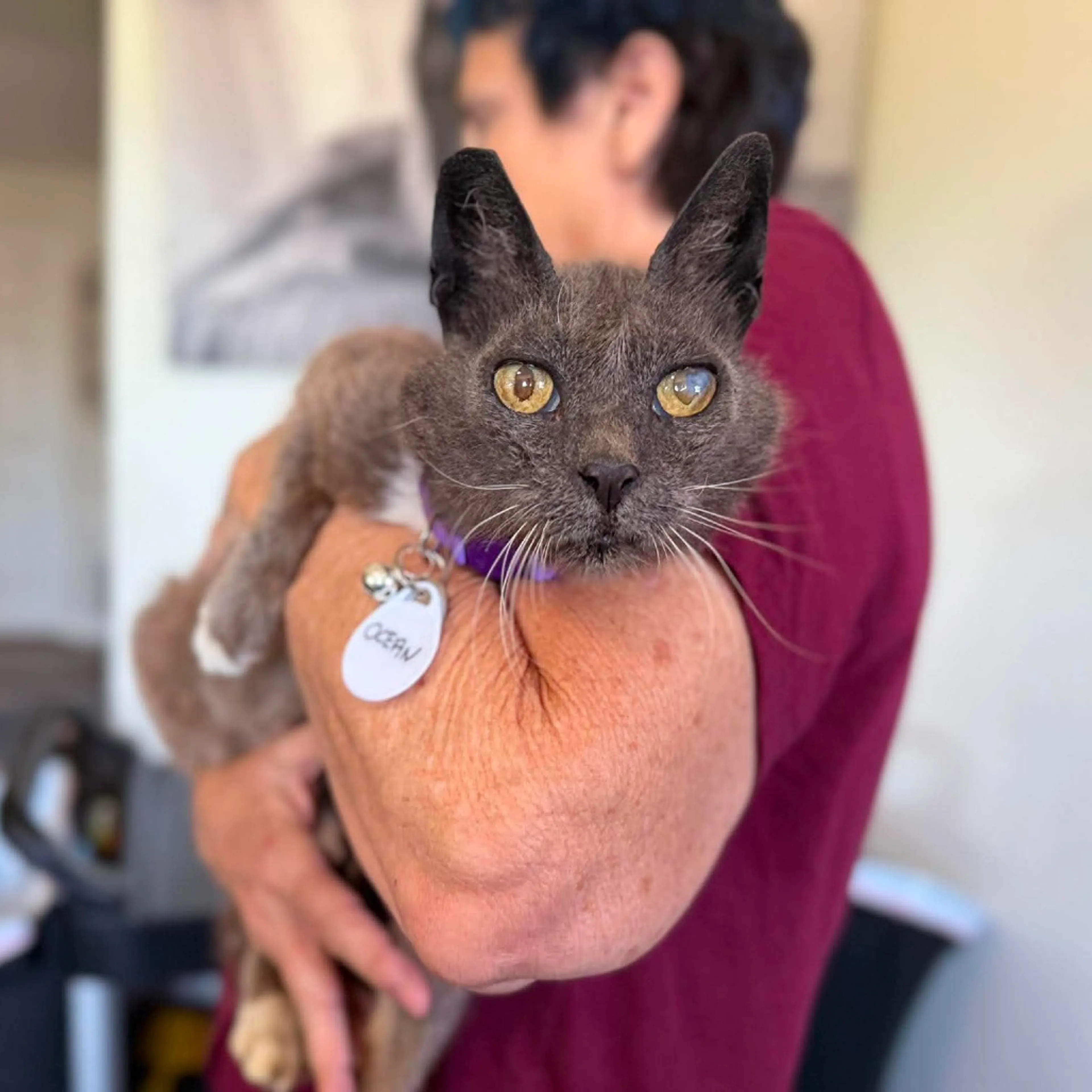 Found pet