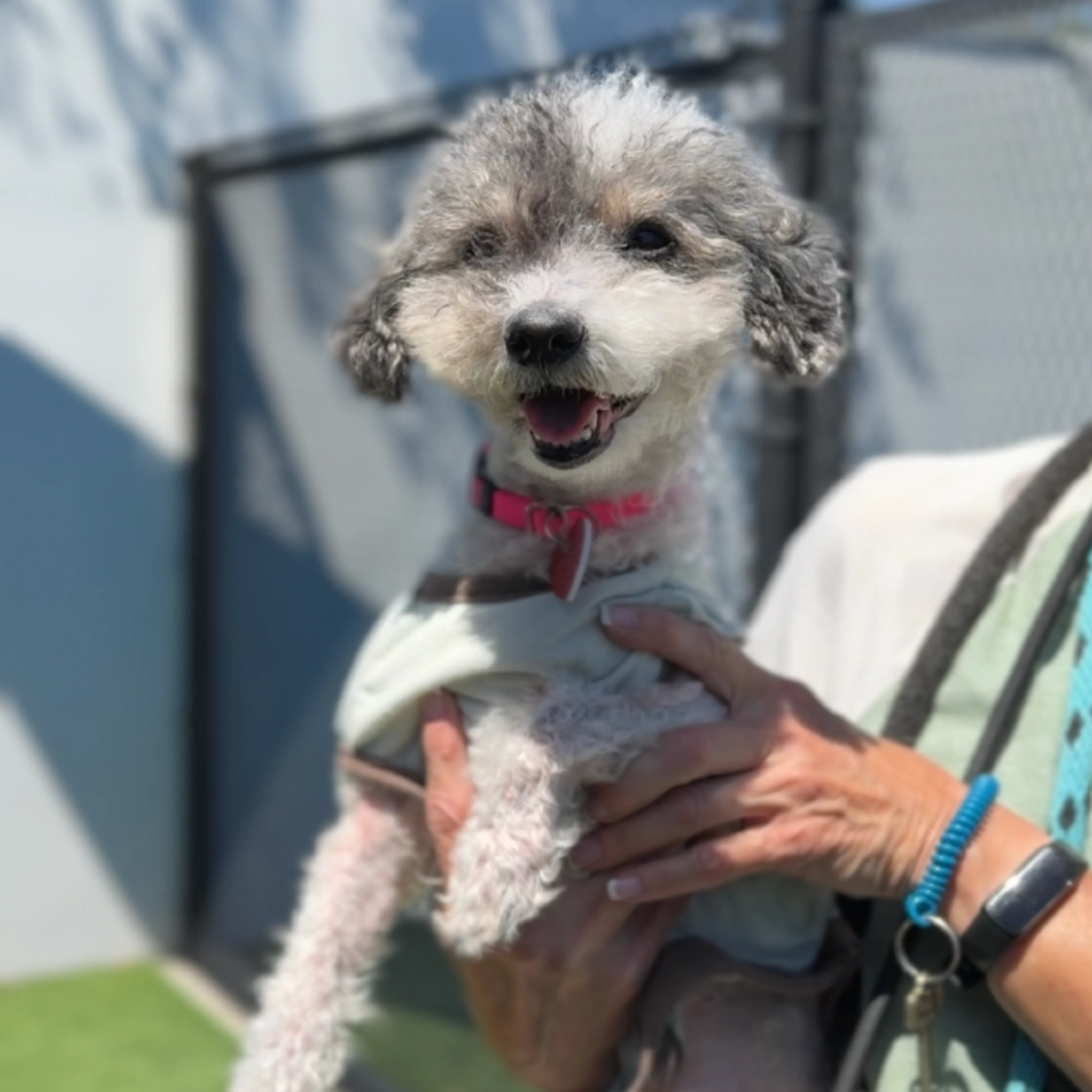 Found pet-4