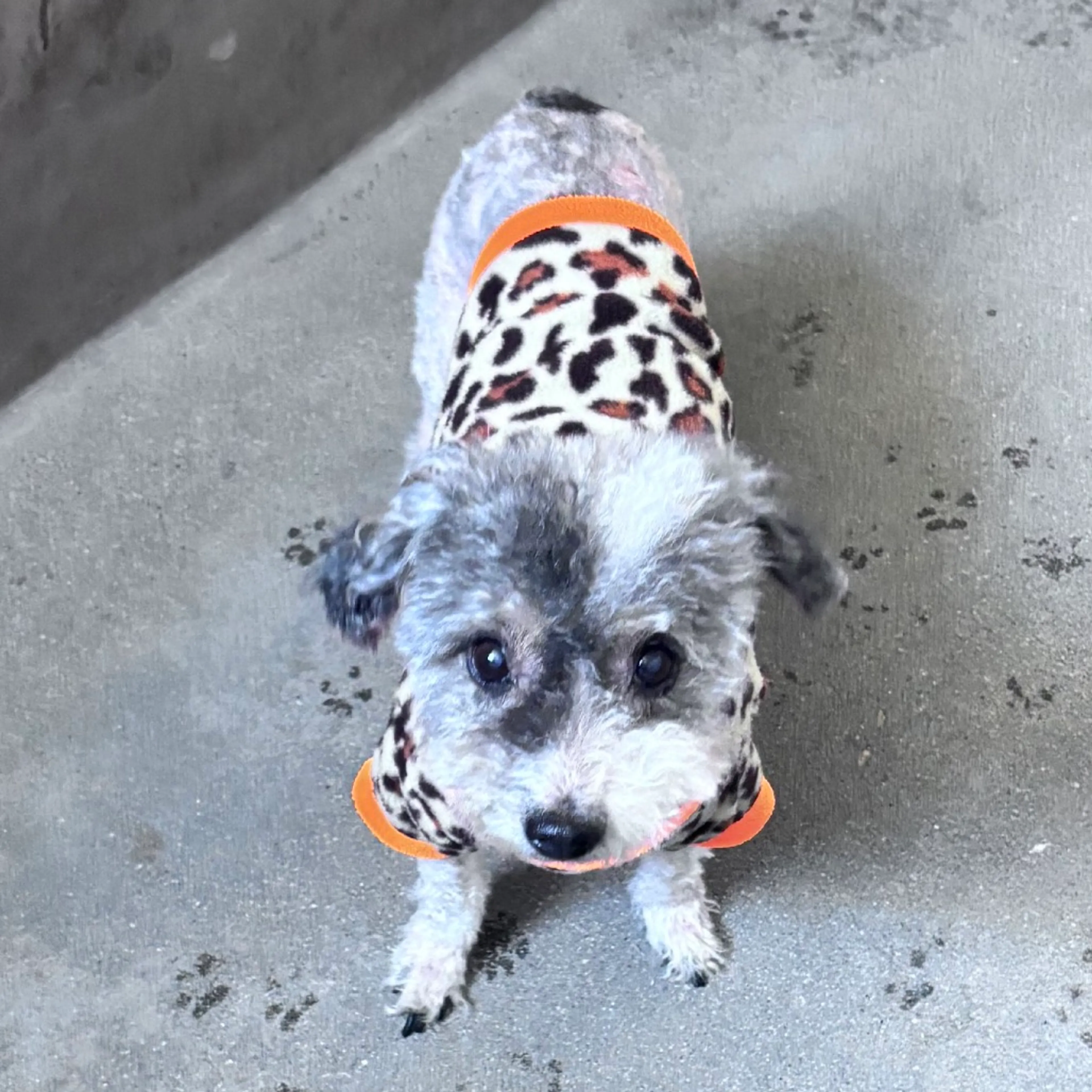 Found pet-3