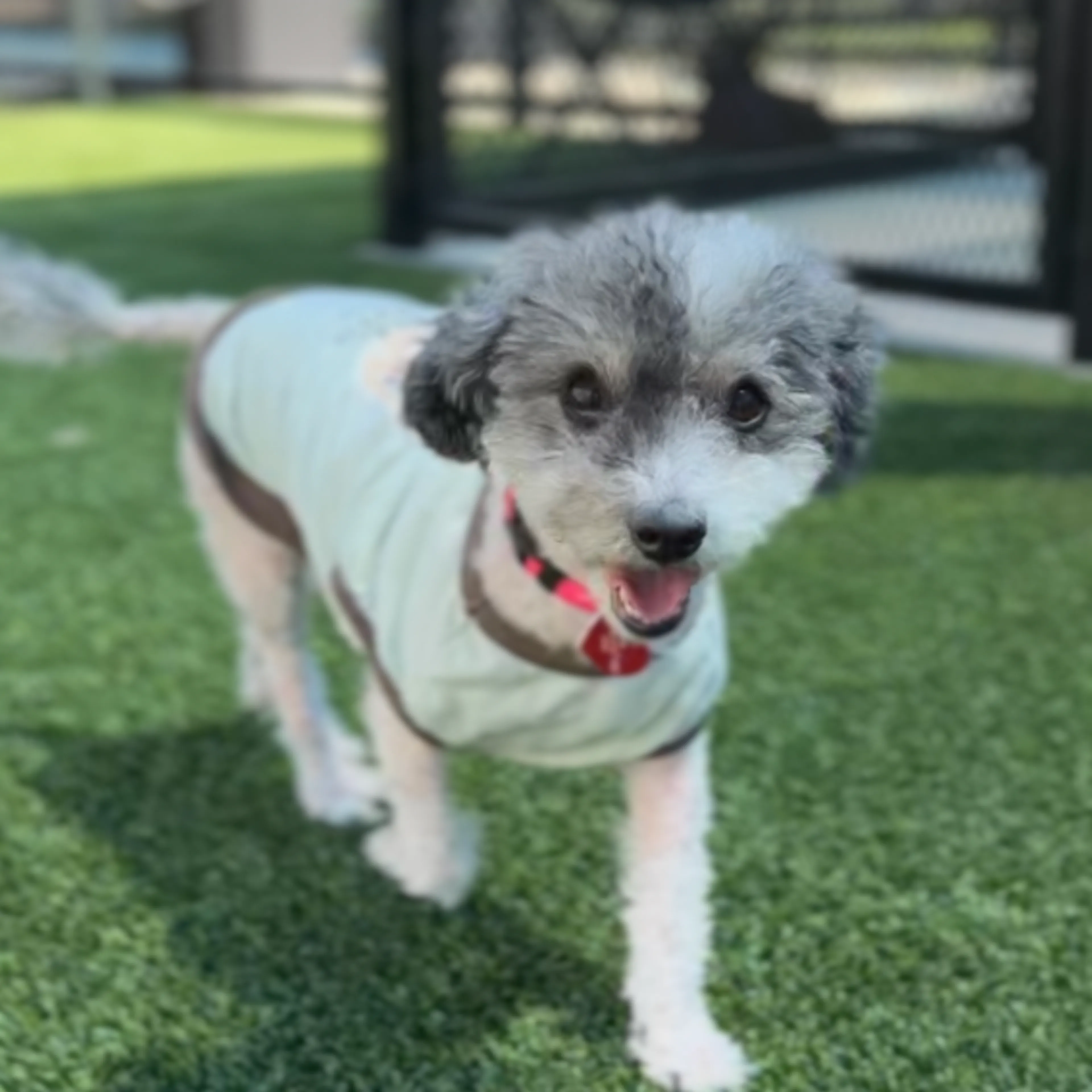 Found pet-8