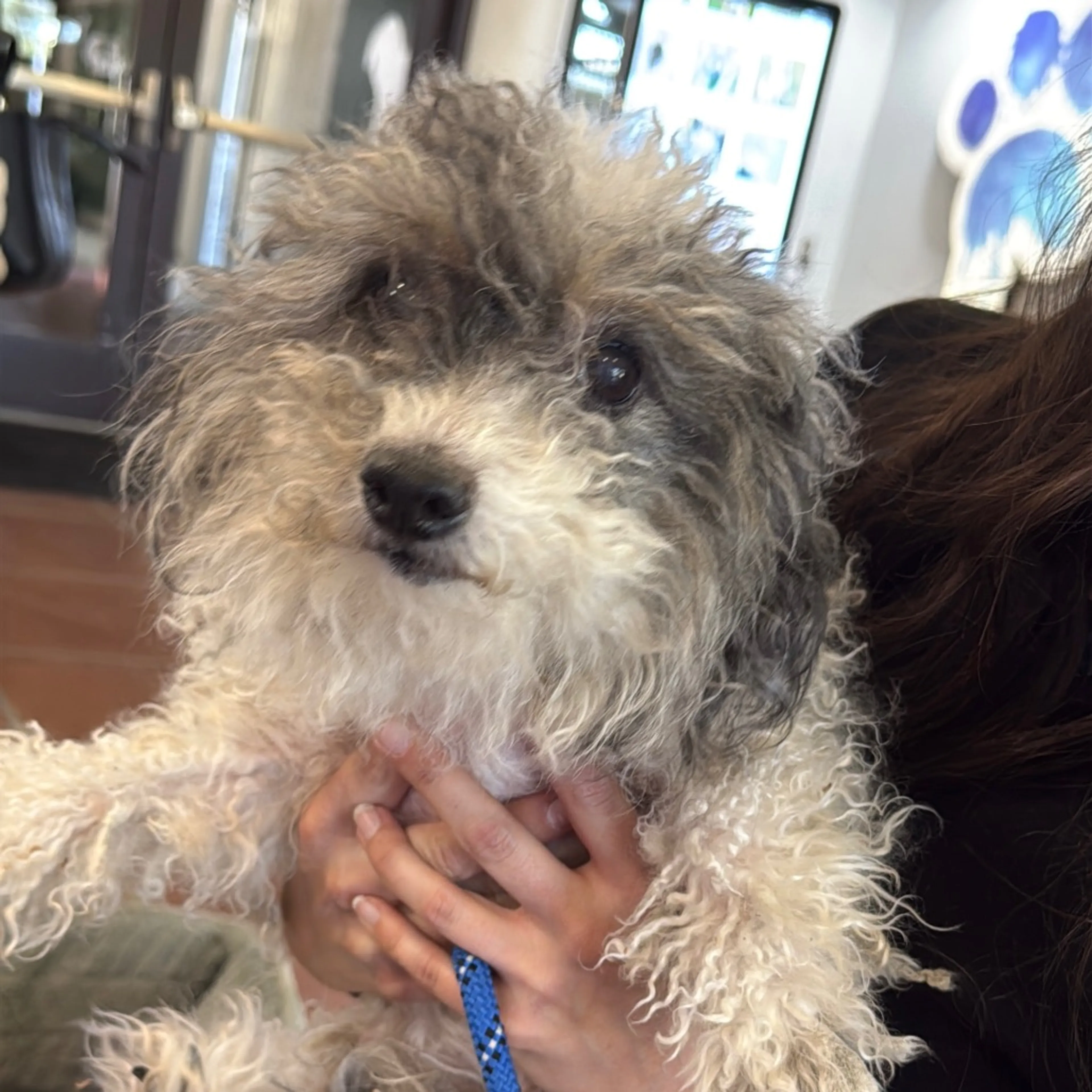 Found pet-1