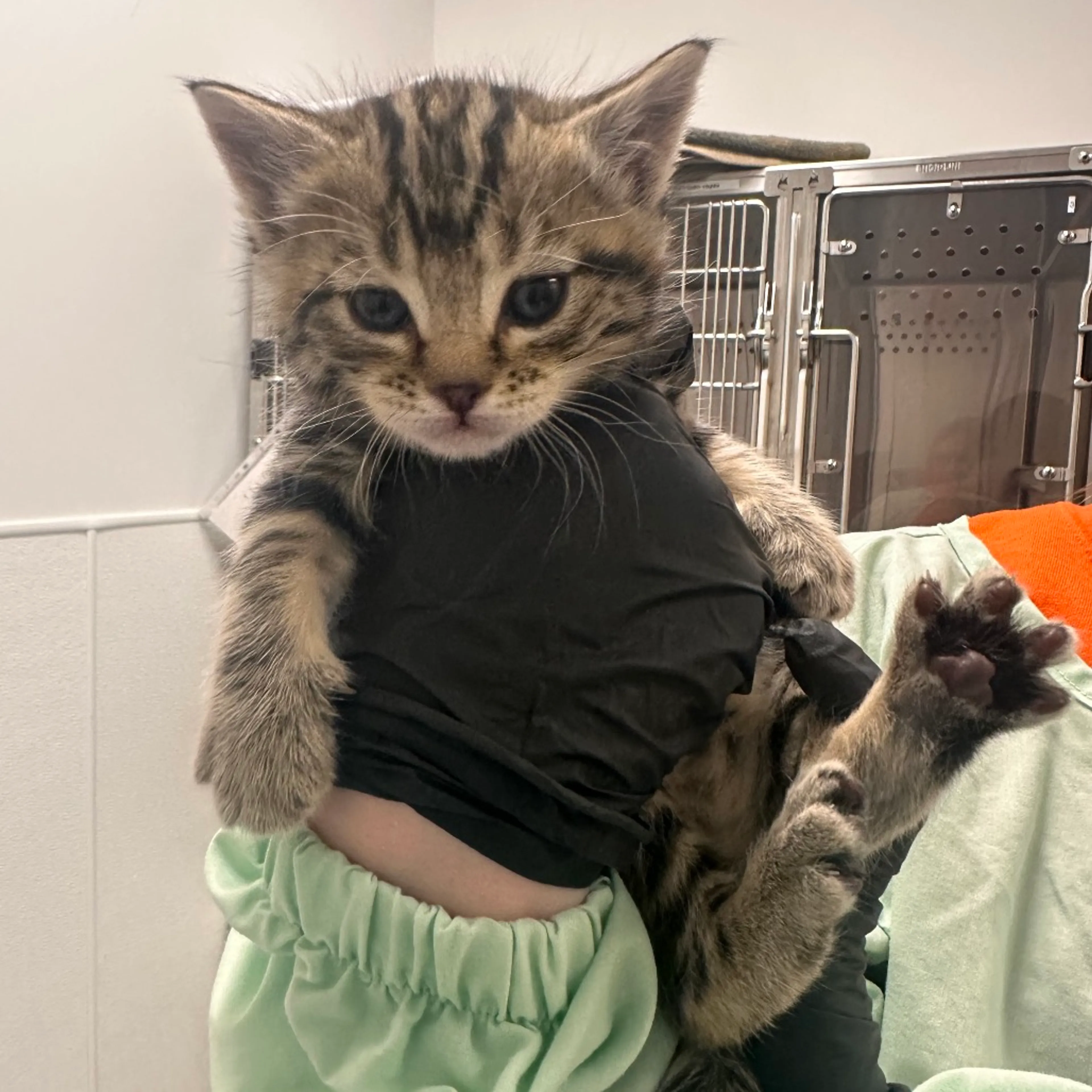 Found pet-1