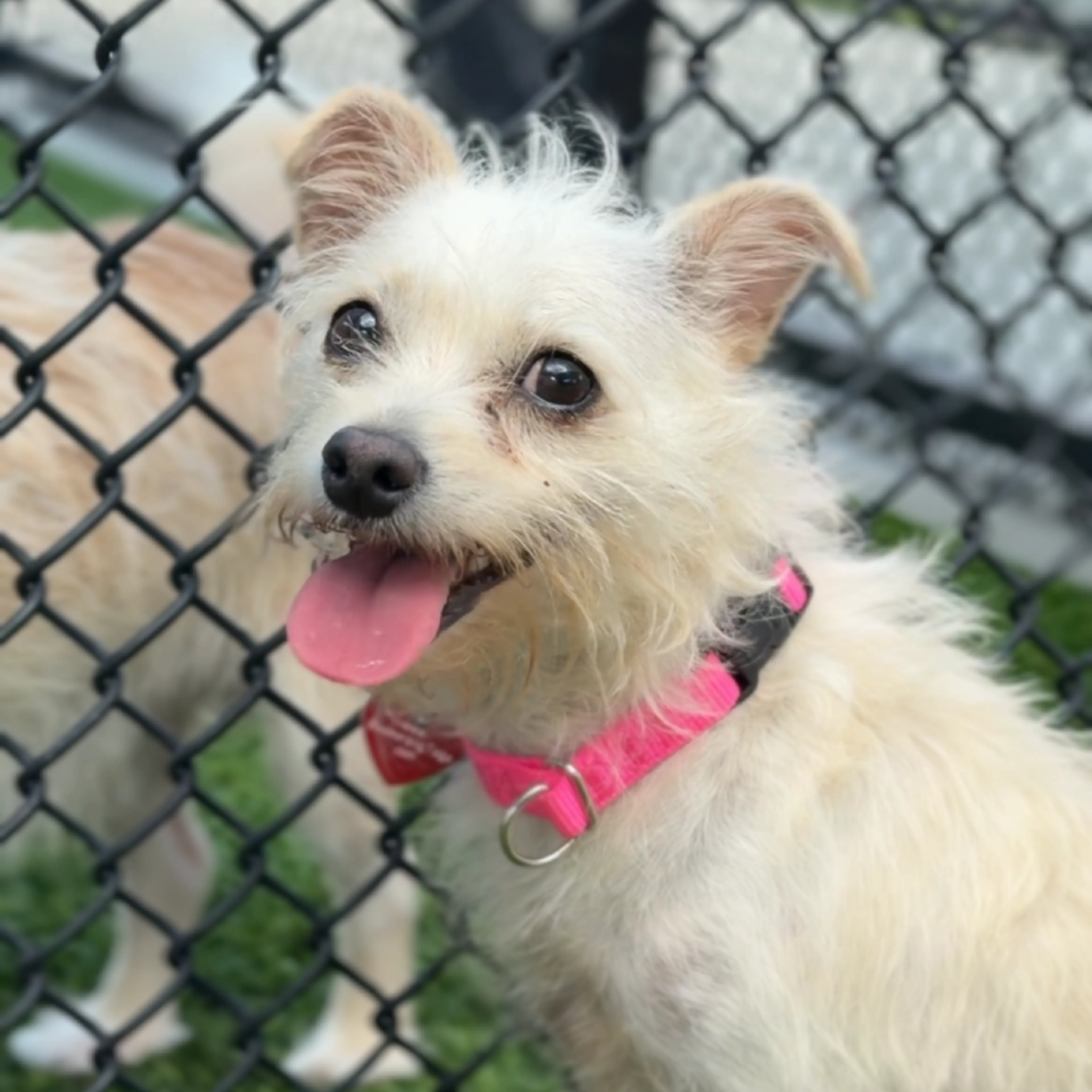 Found pet-4
