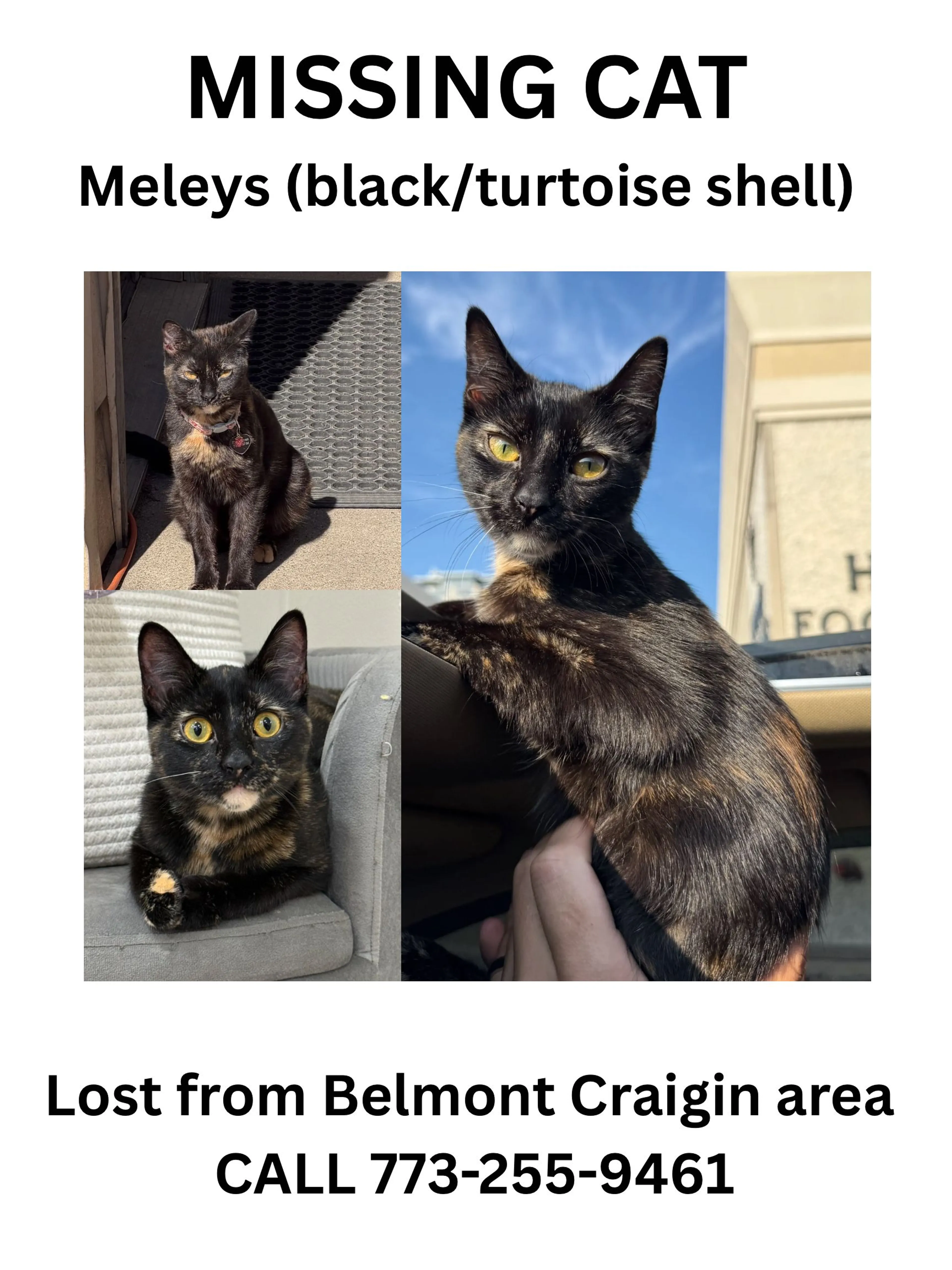 Lost pet