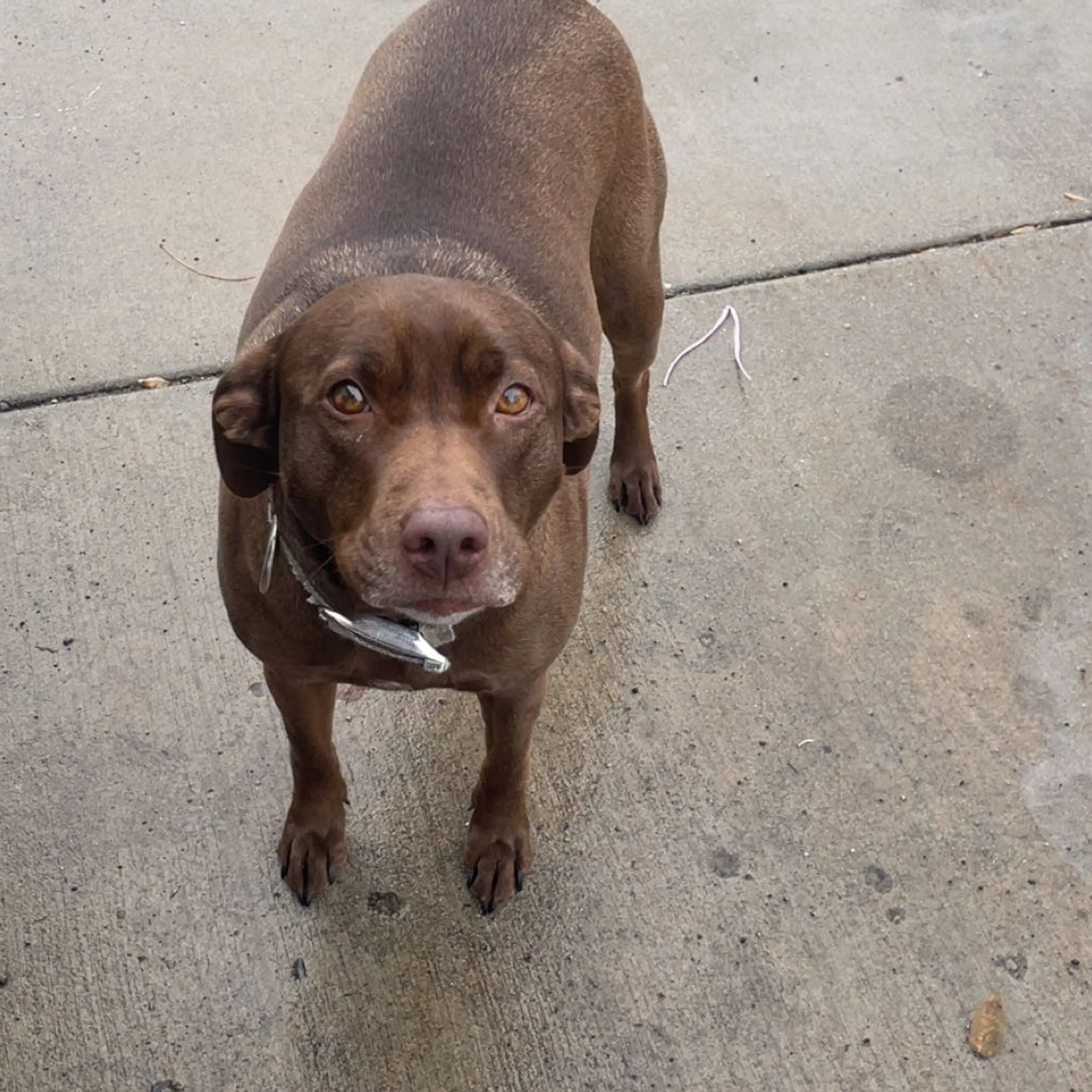 Lost pet-1