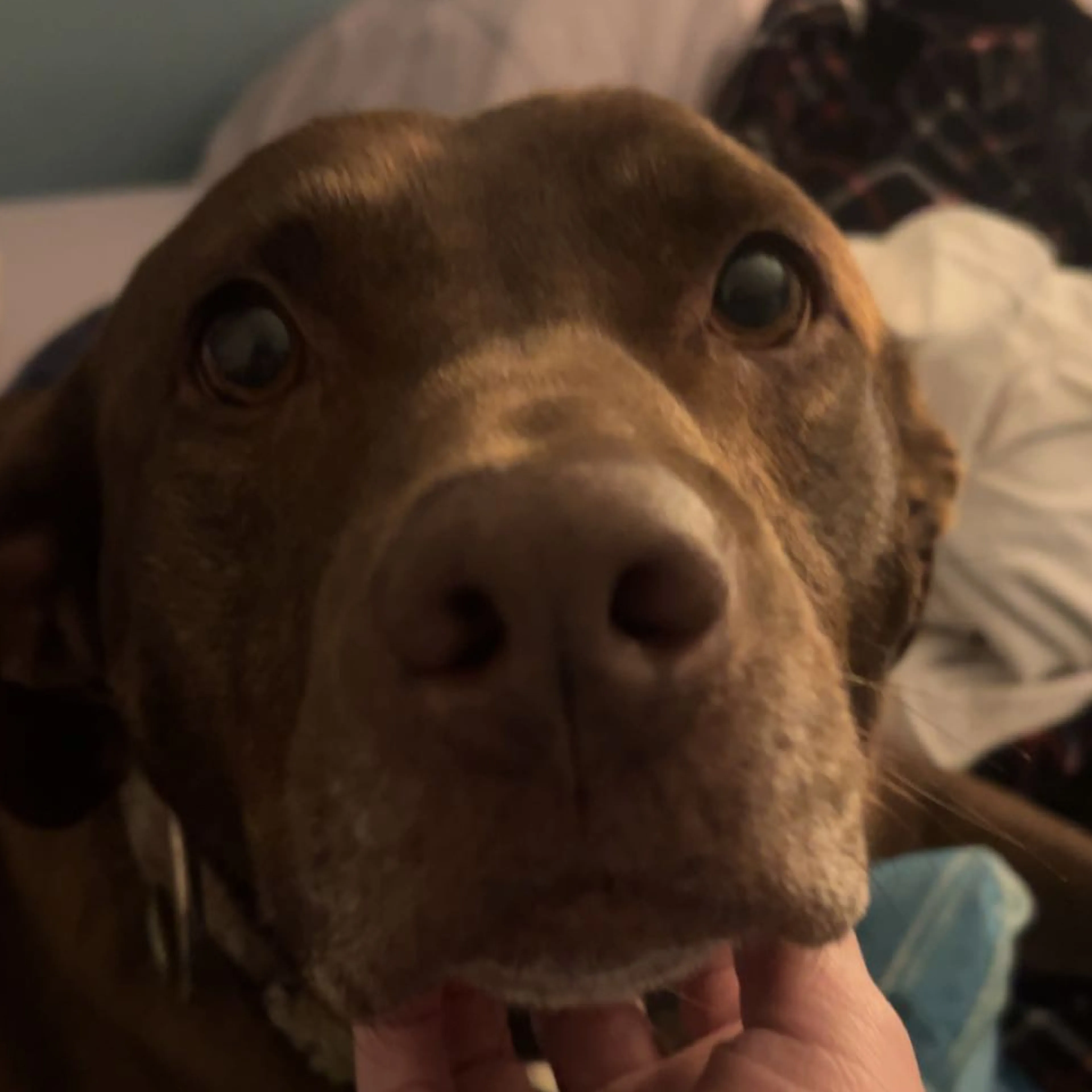 Lost pet-2