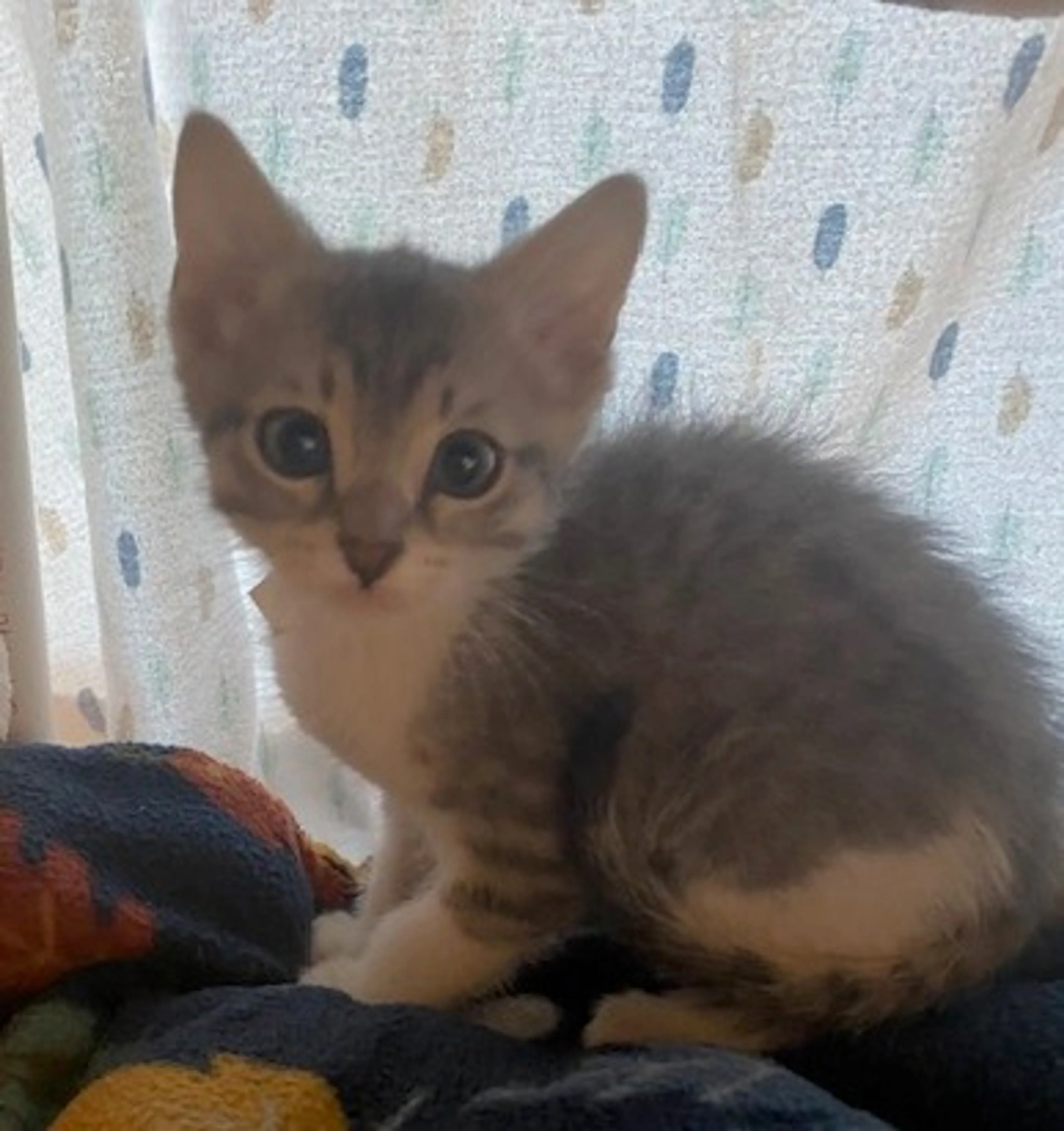 Found pet