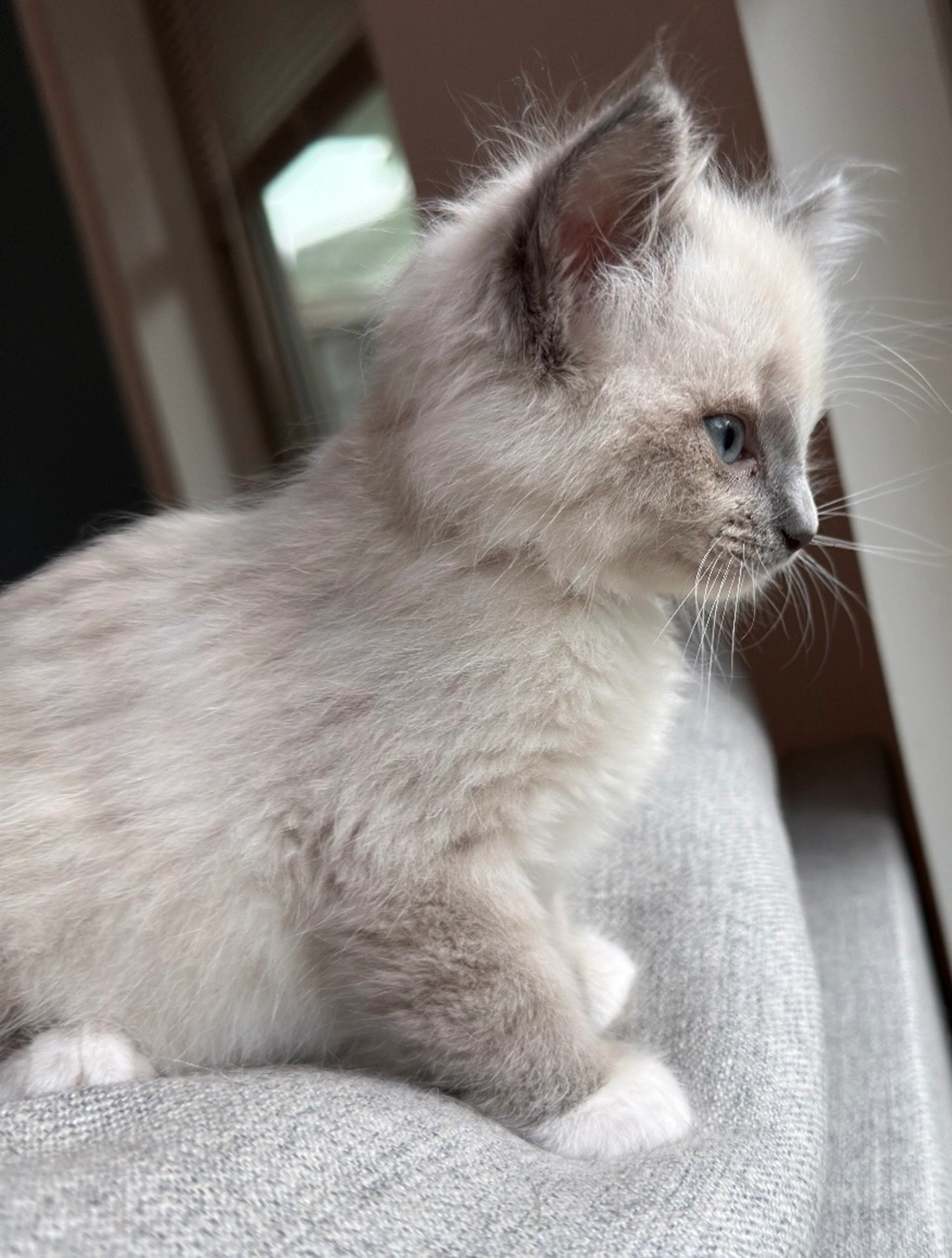 Found pet-1