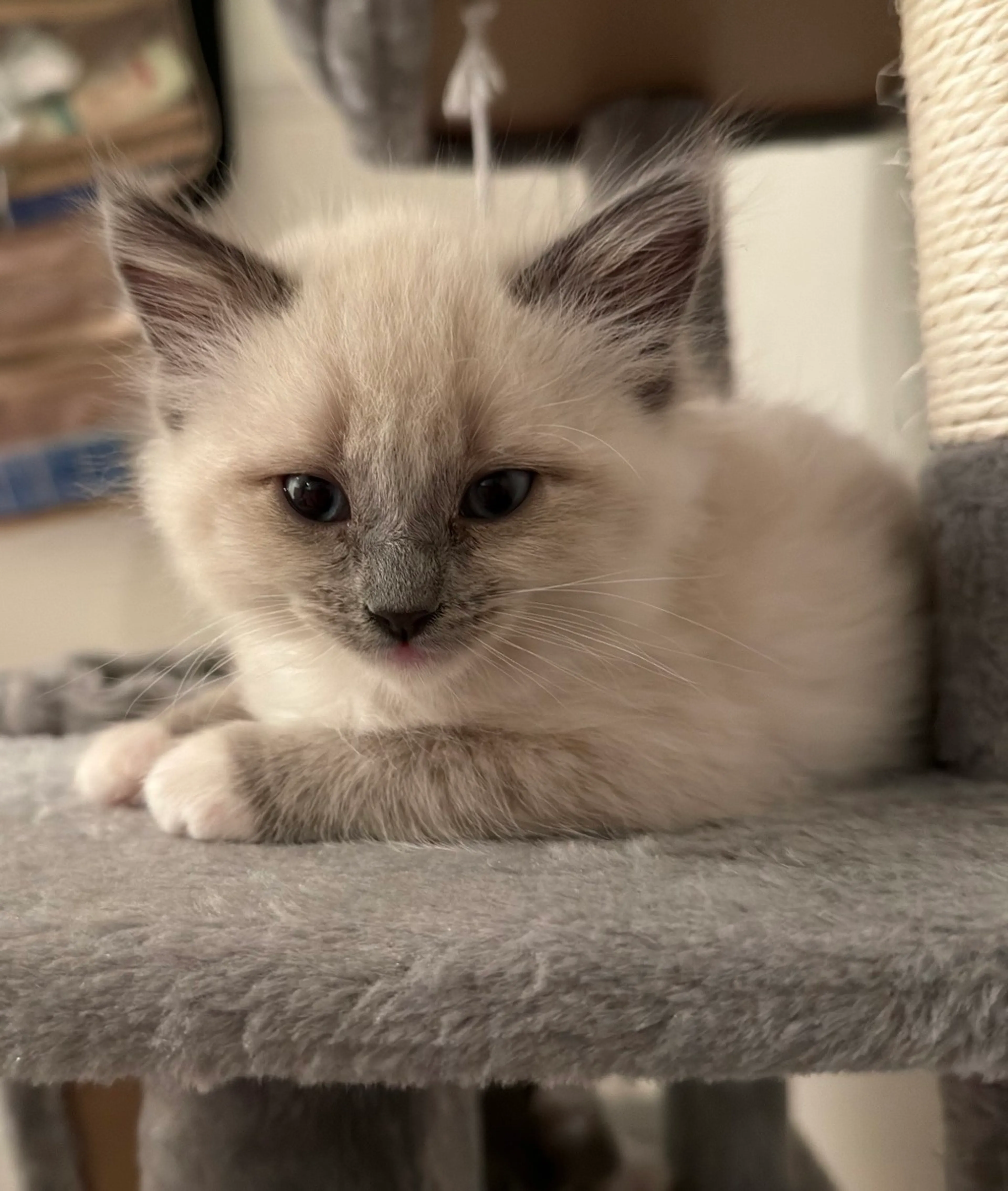 Found pet-0