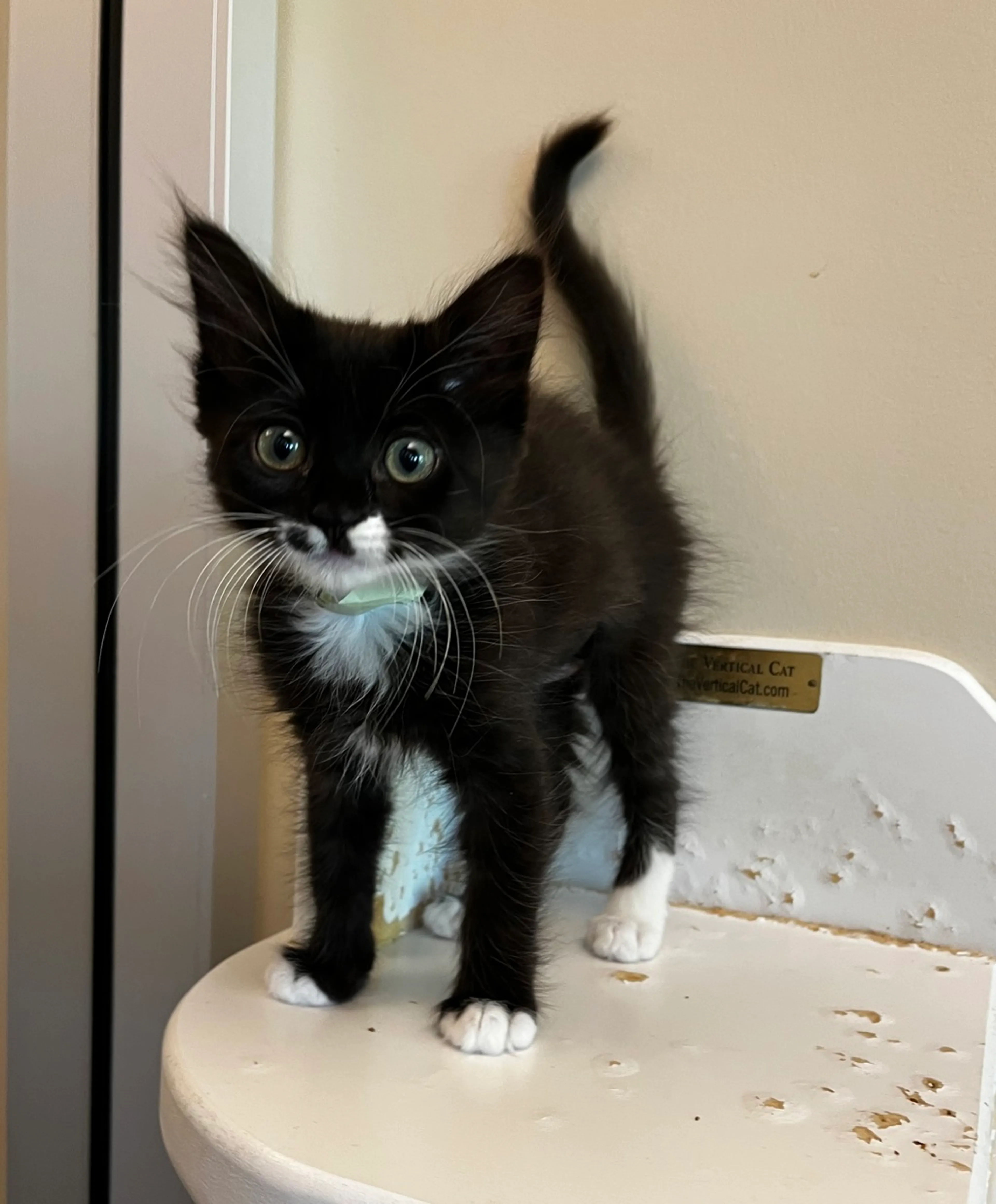 Found pet