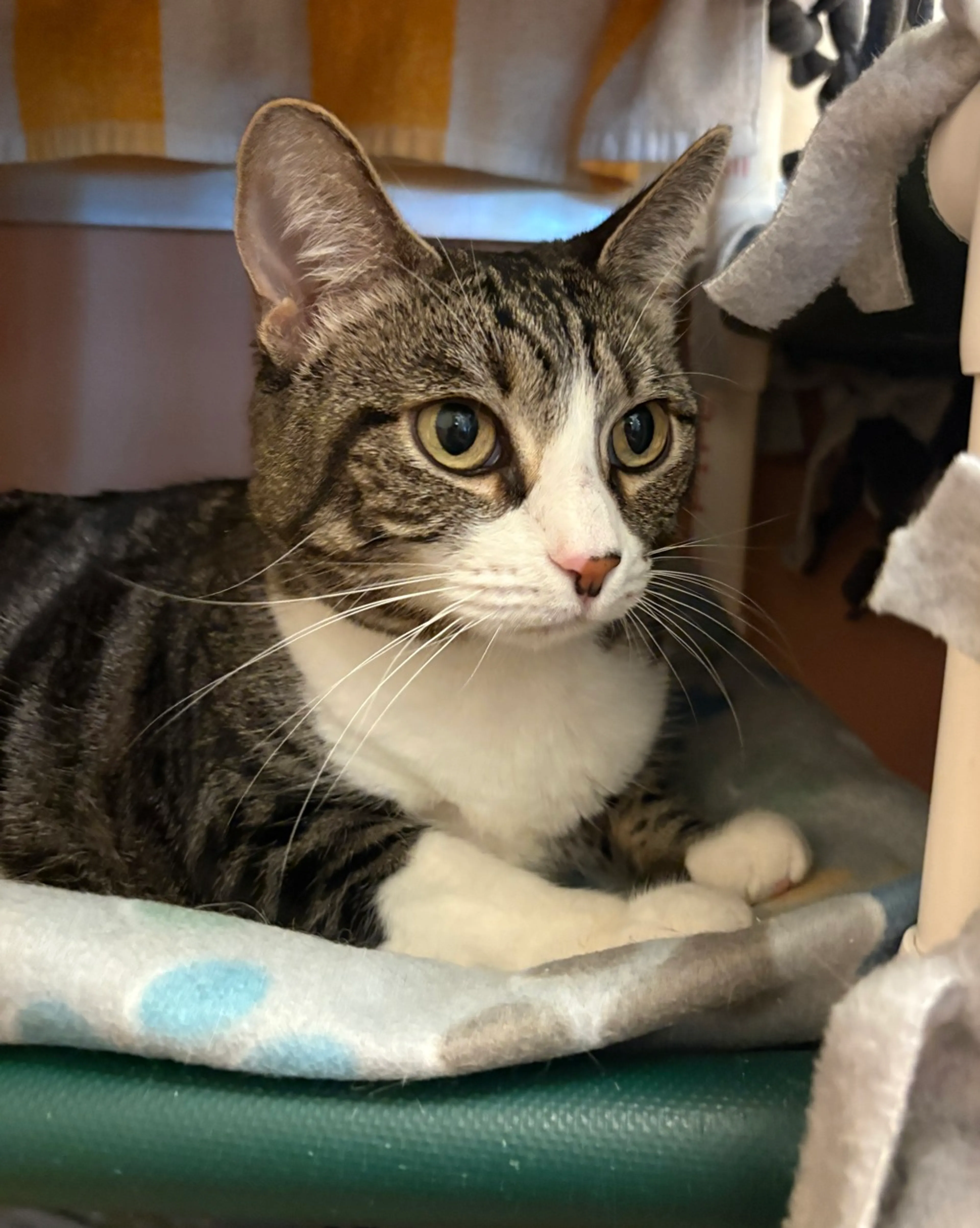 Found pet-1