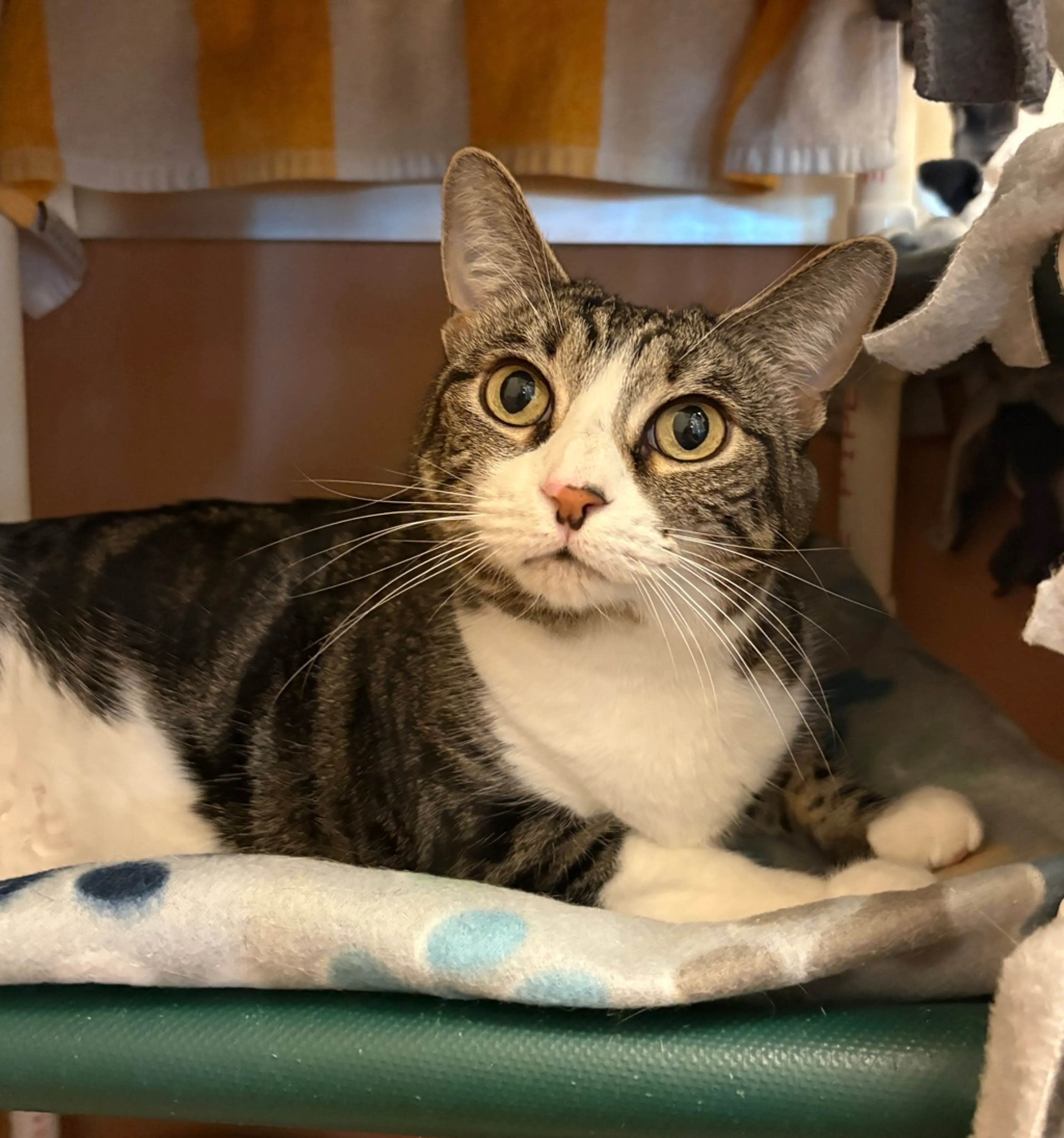 Found pet-2