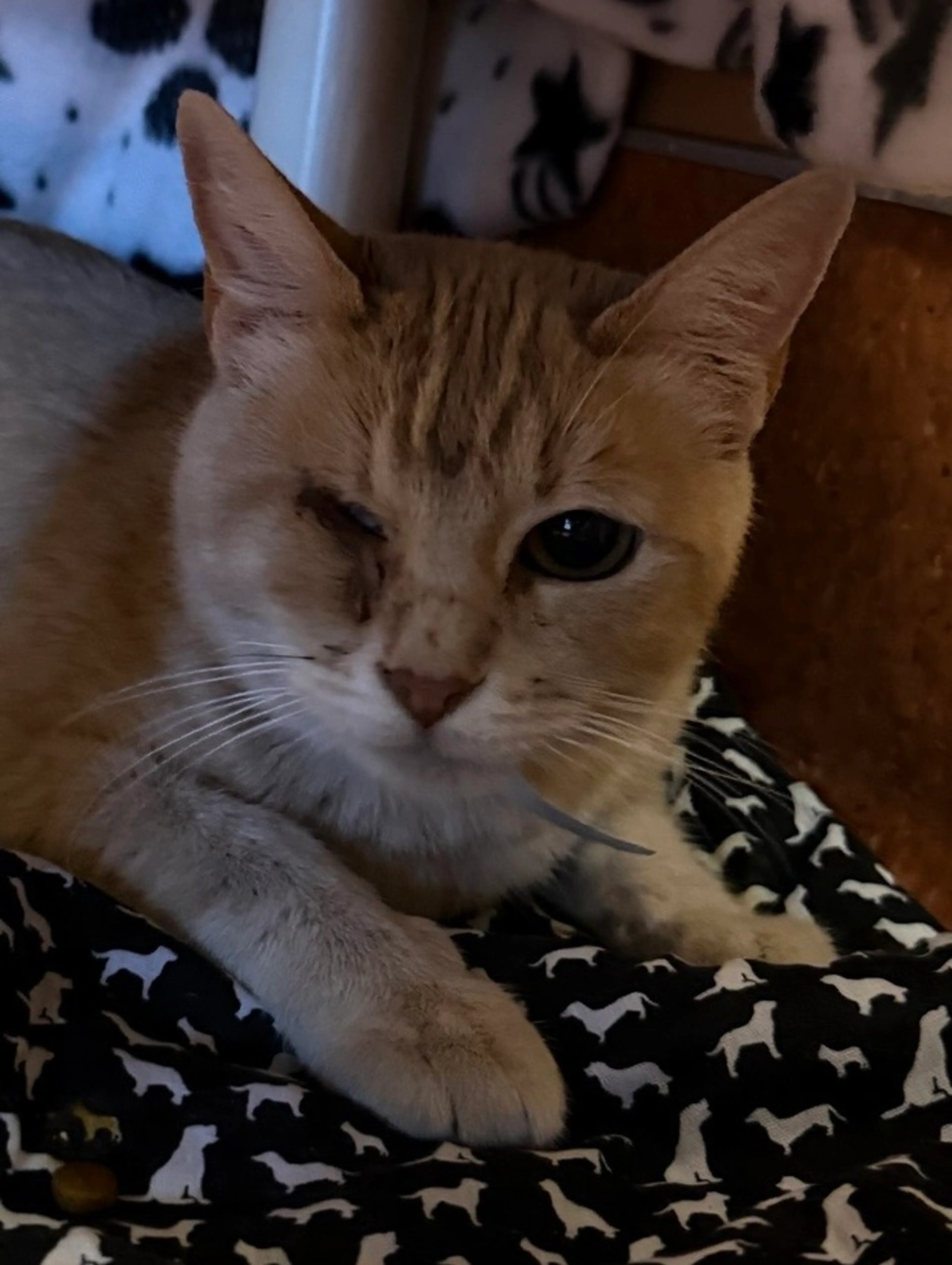 Found pet
