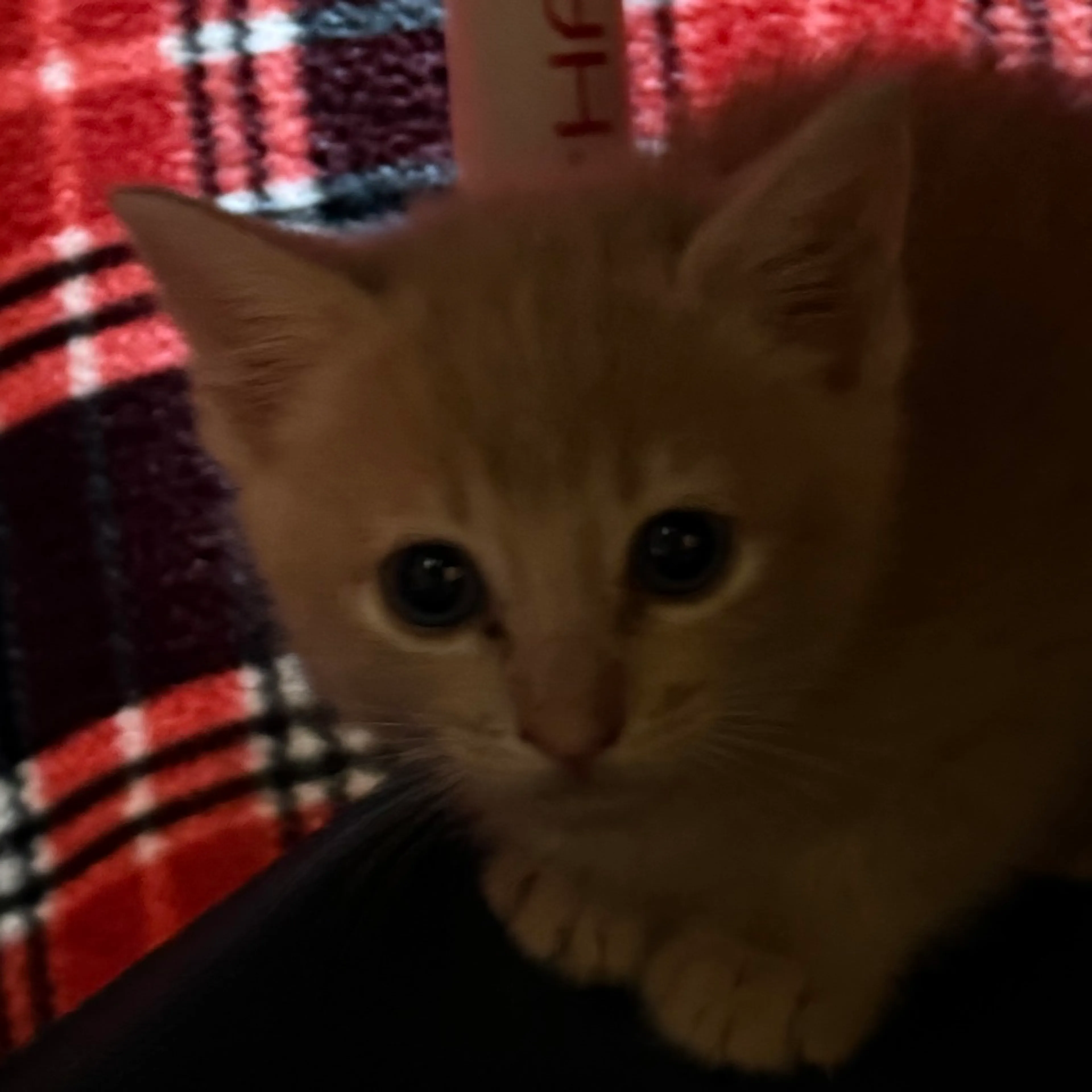 Found pet