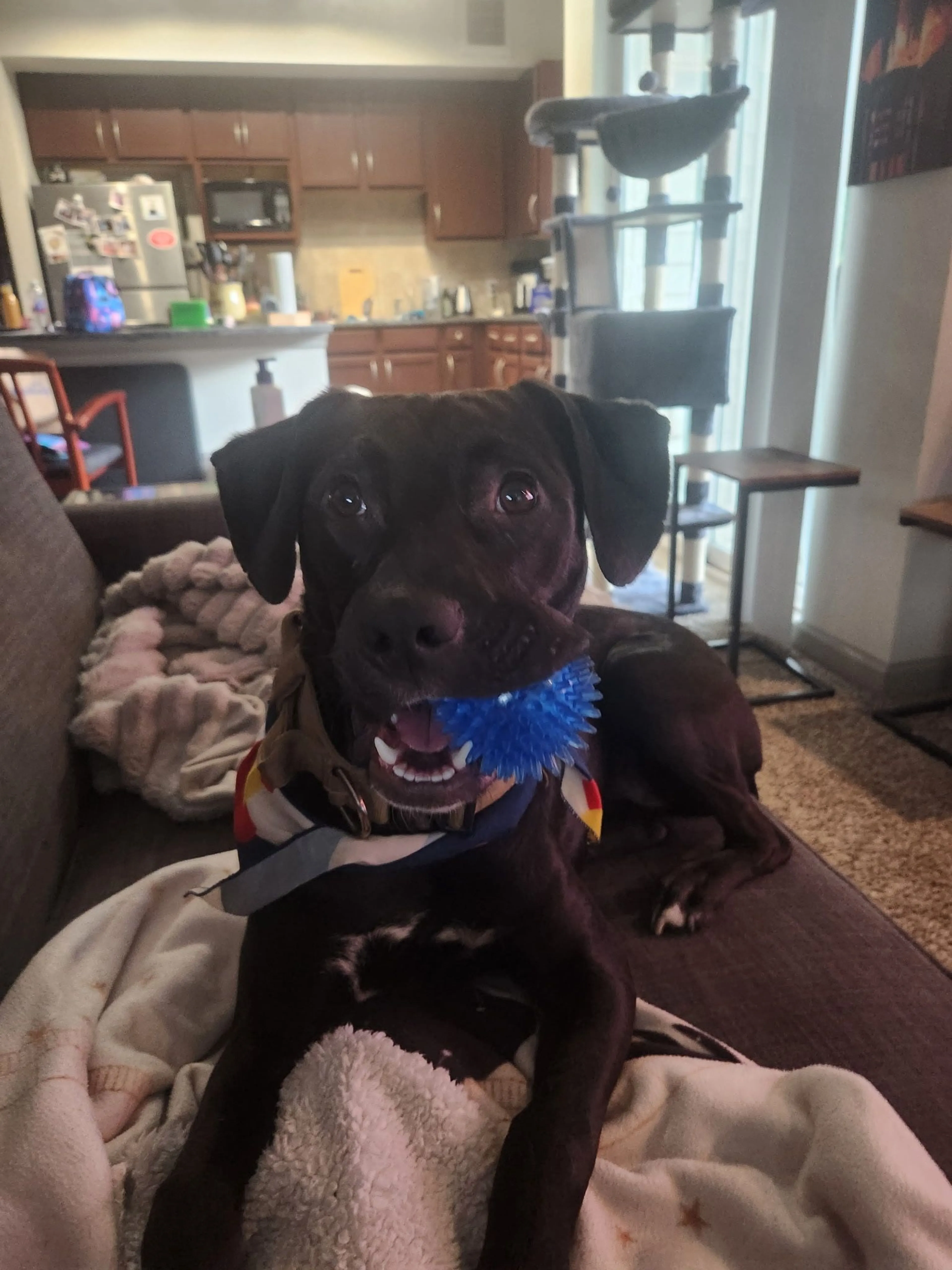 Lost pet-2