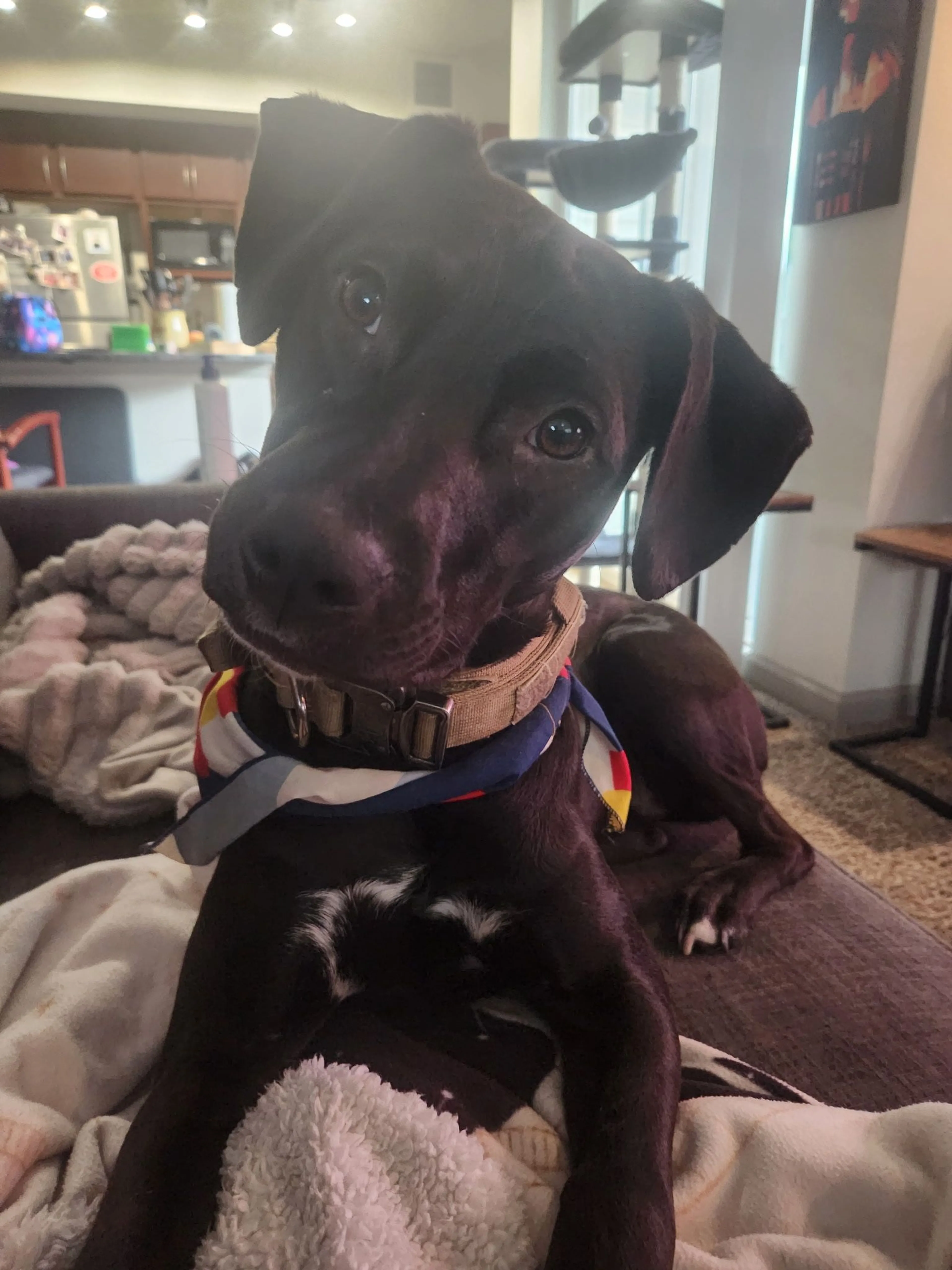 Lost pet-3