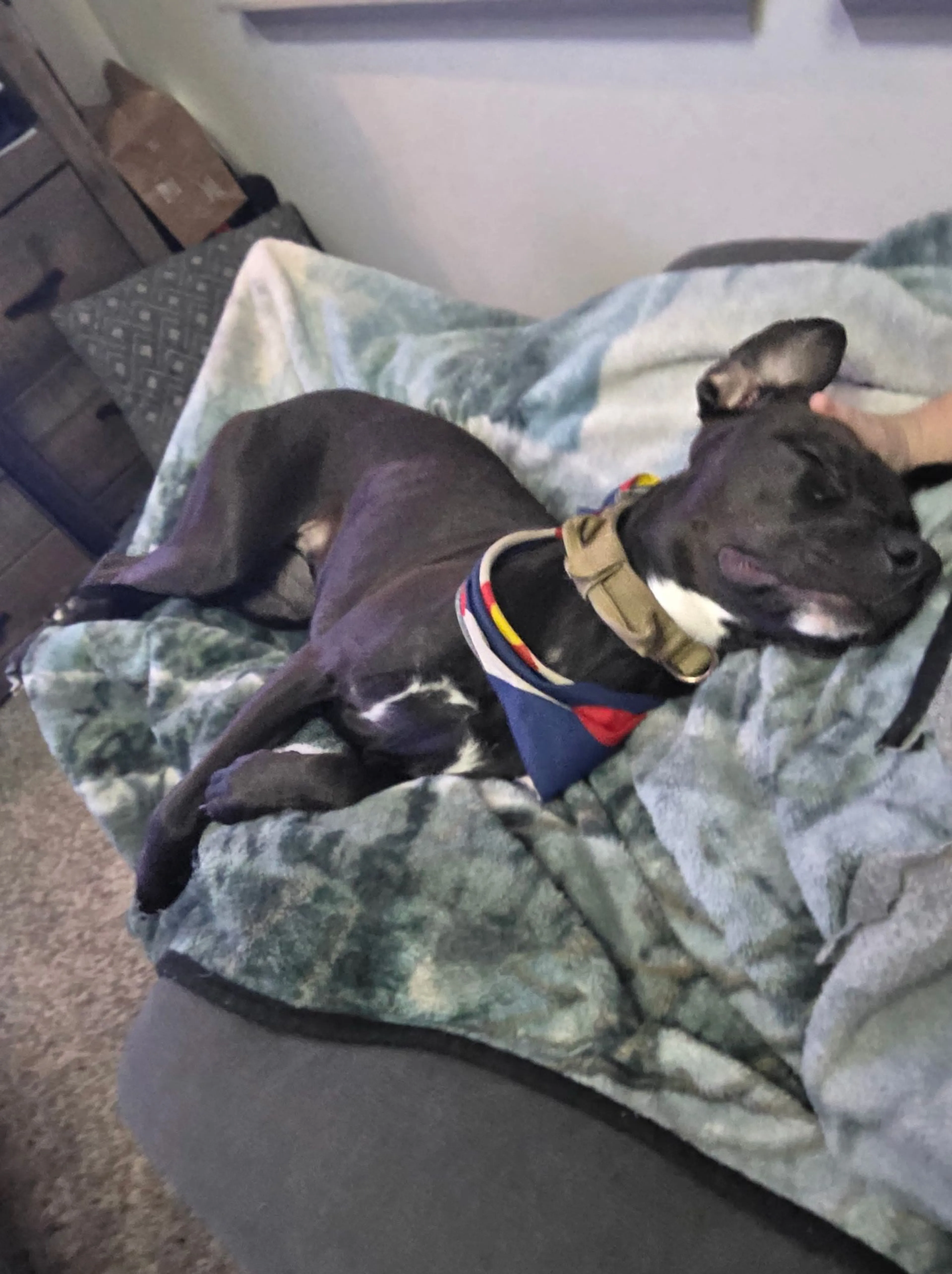 Lost pet-4