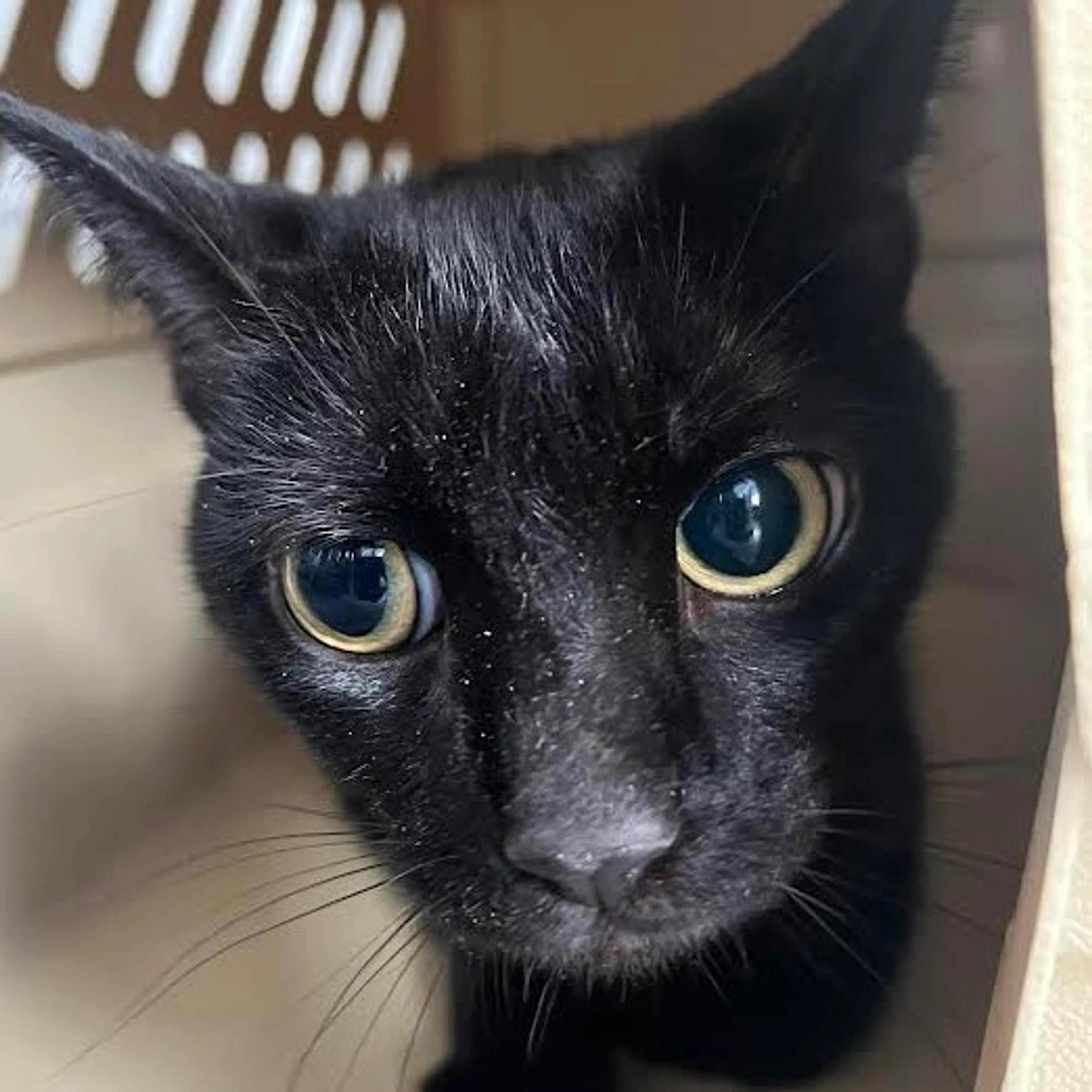 Found pet