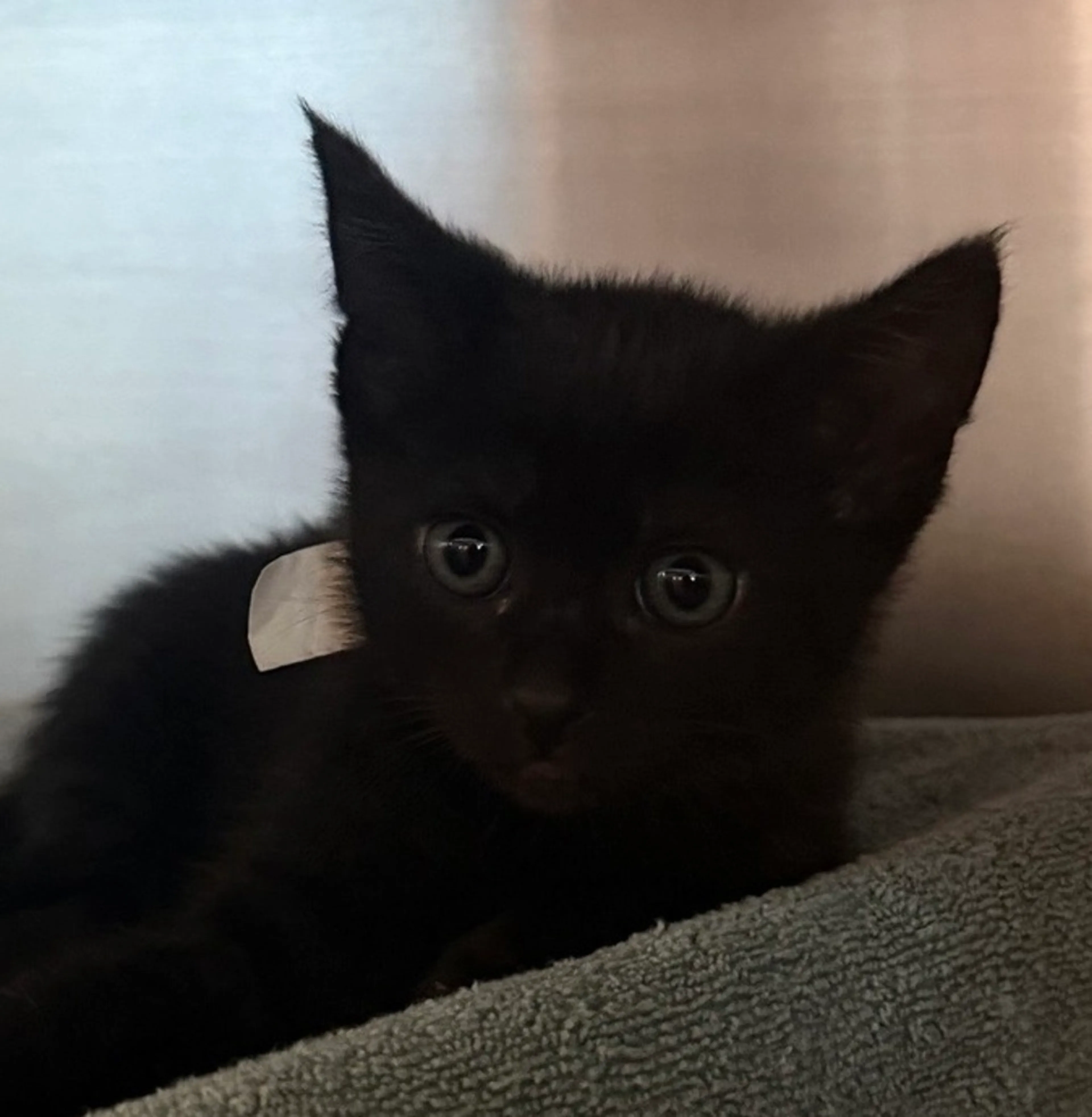 Found pet