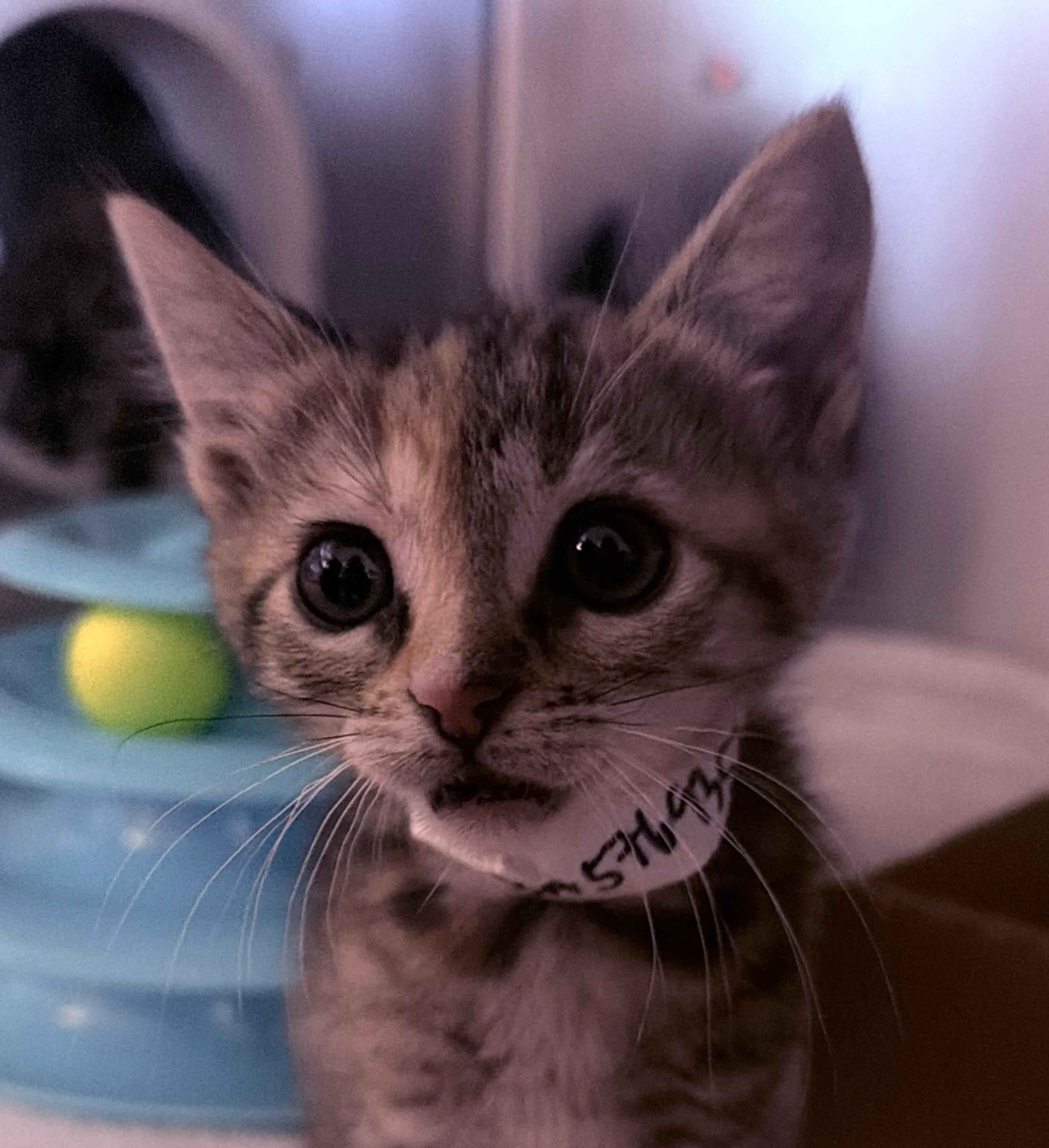 Found pet