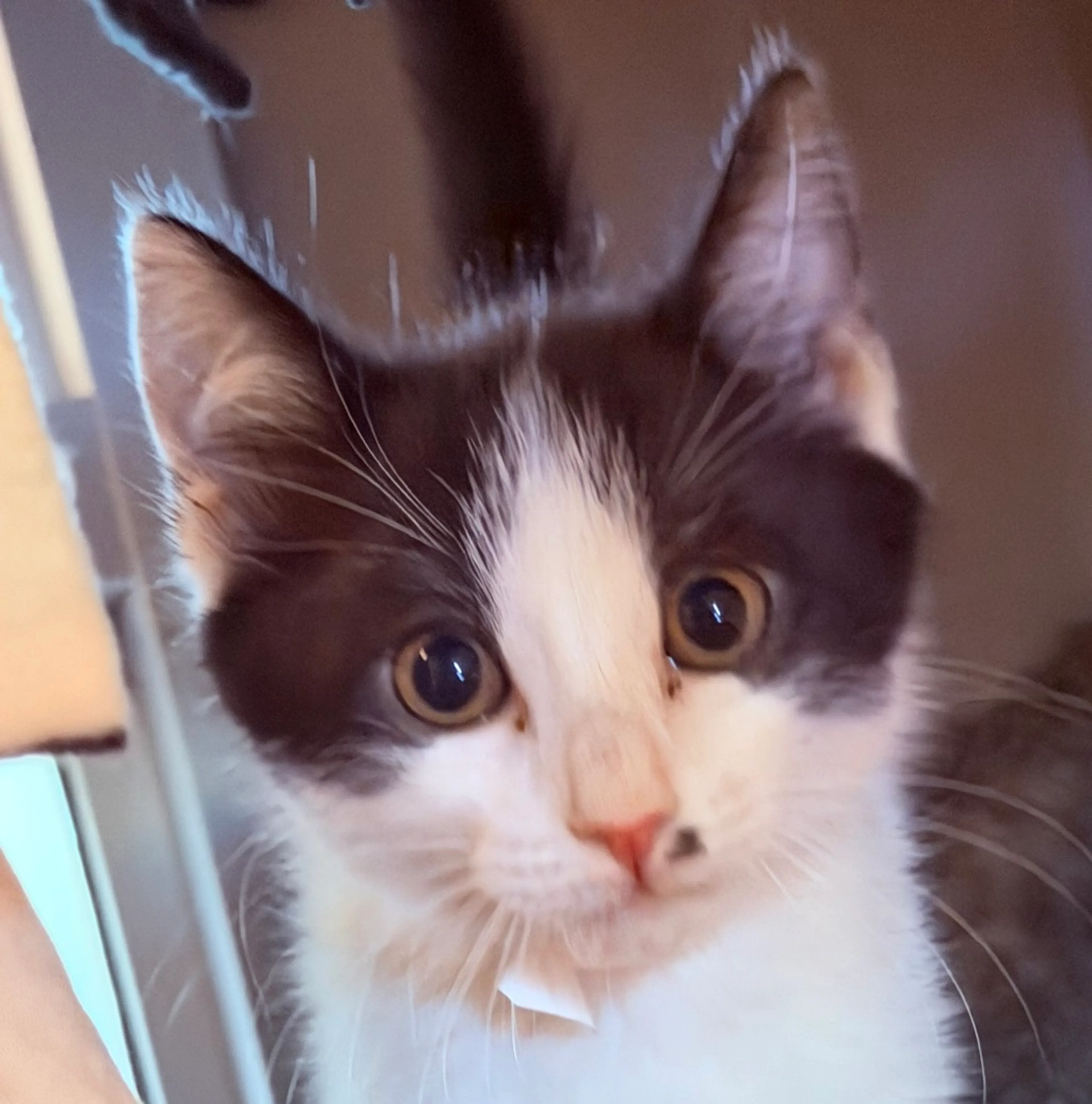 Found pet