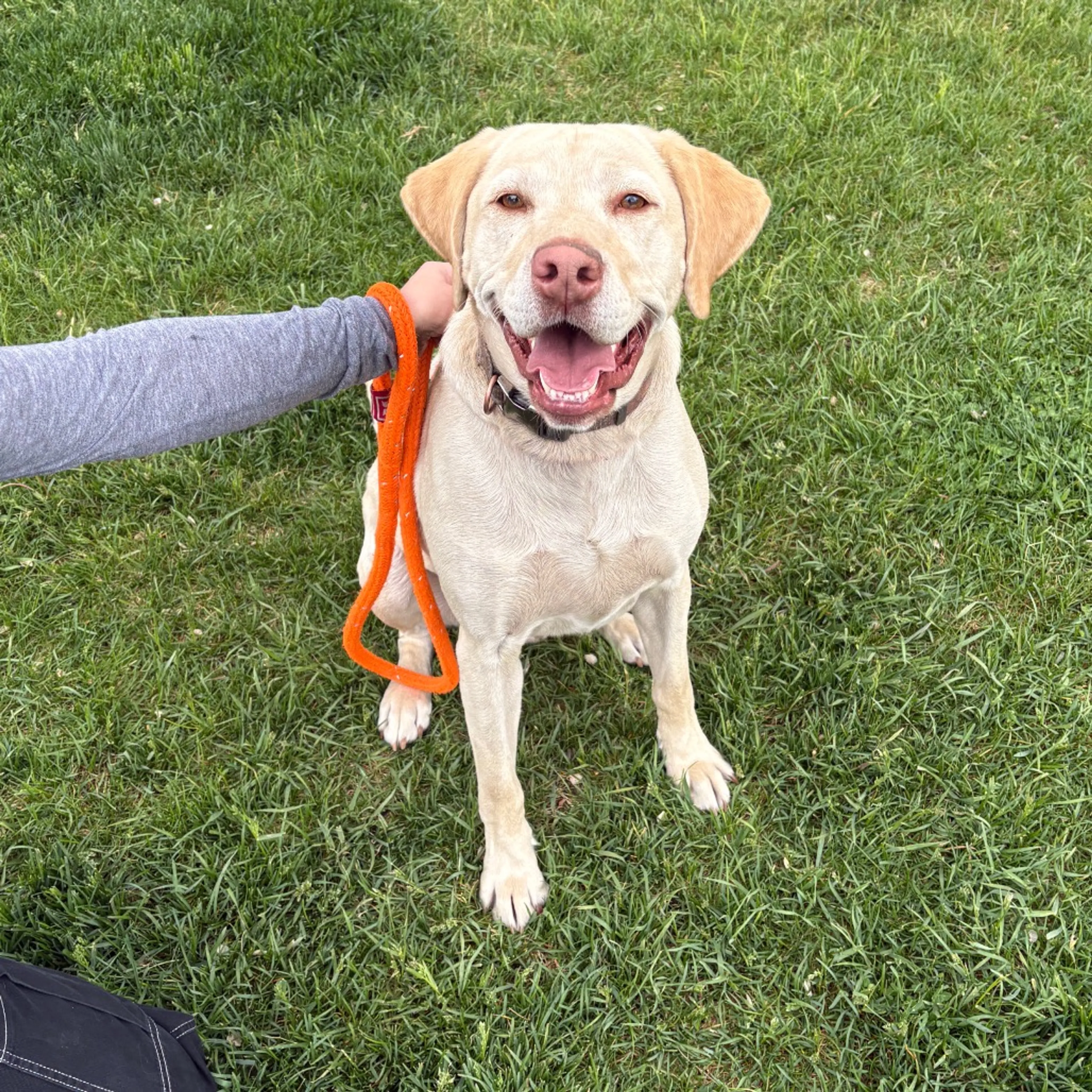 Found pet
