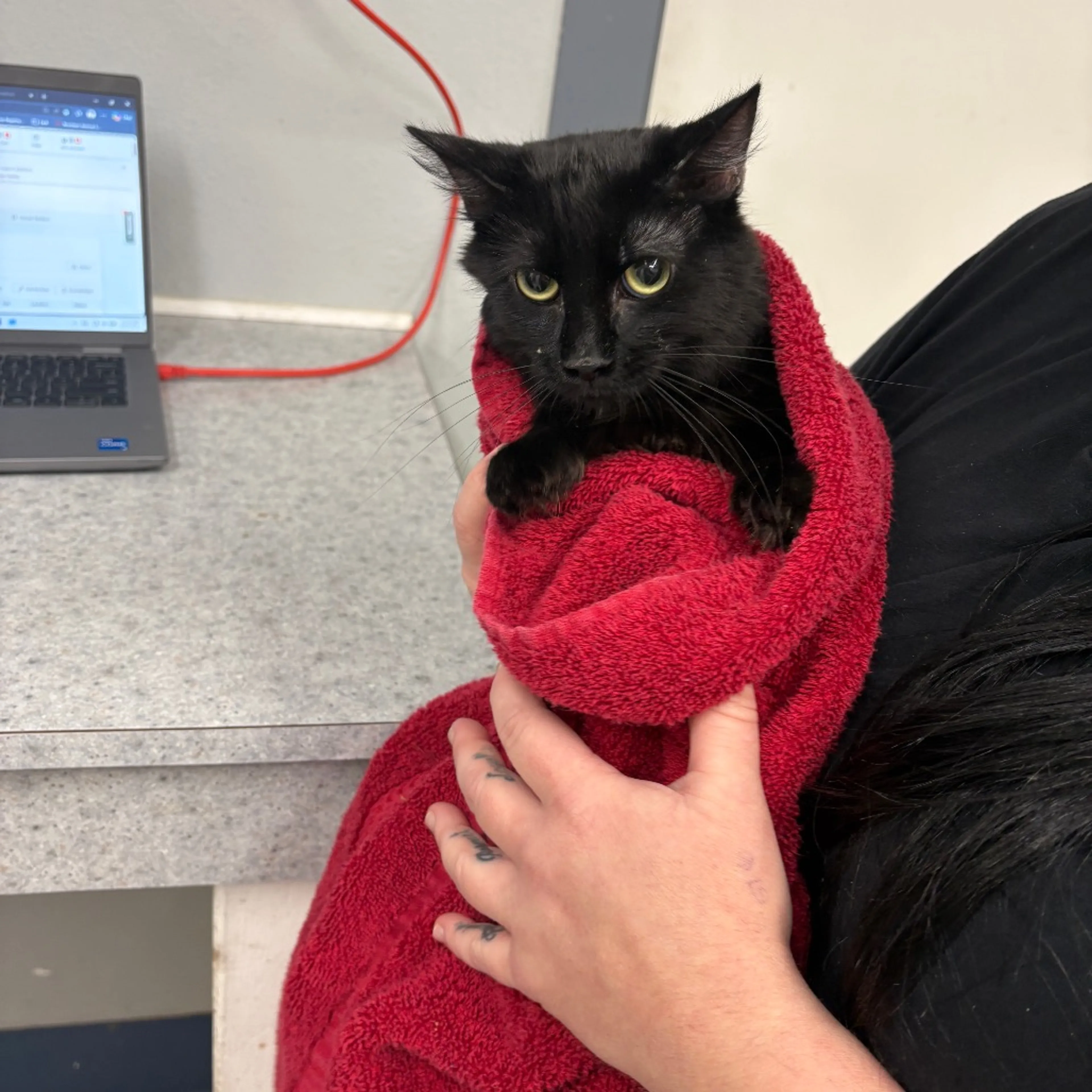 Found pet