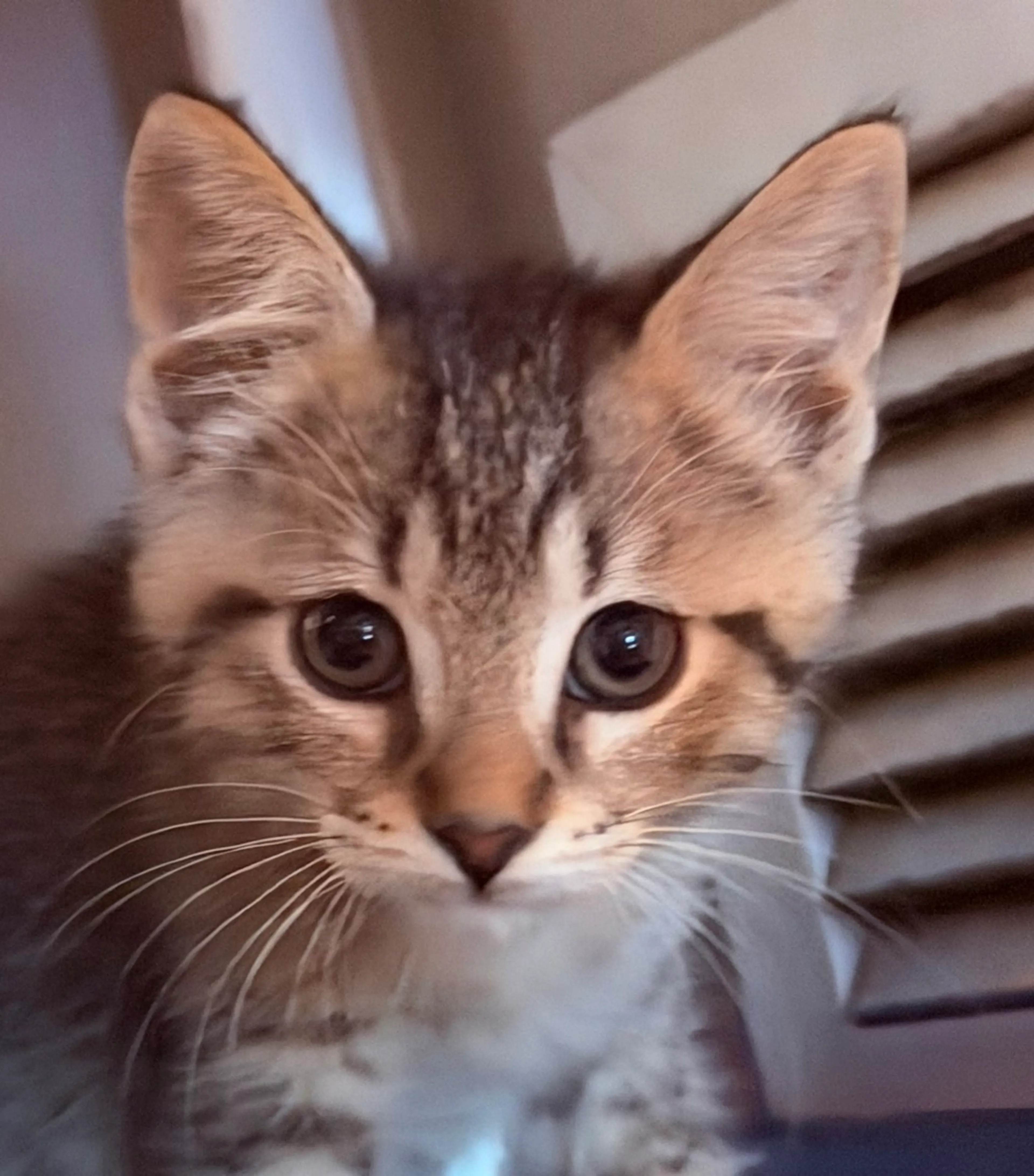 Found pet