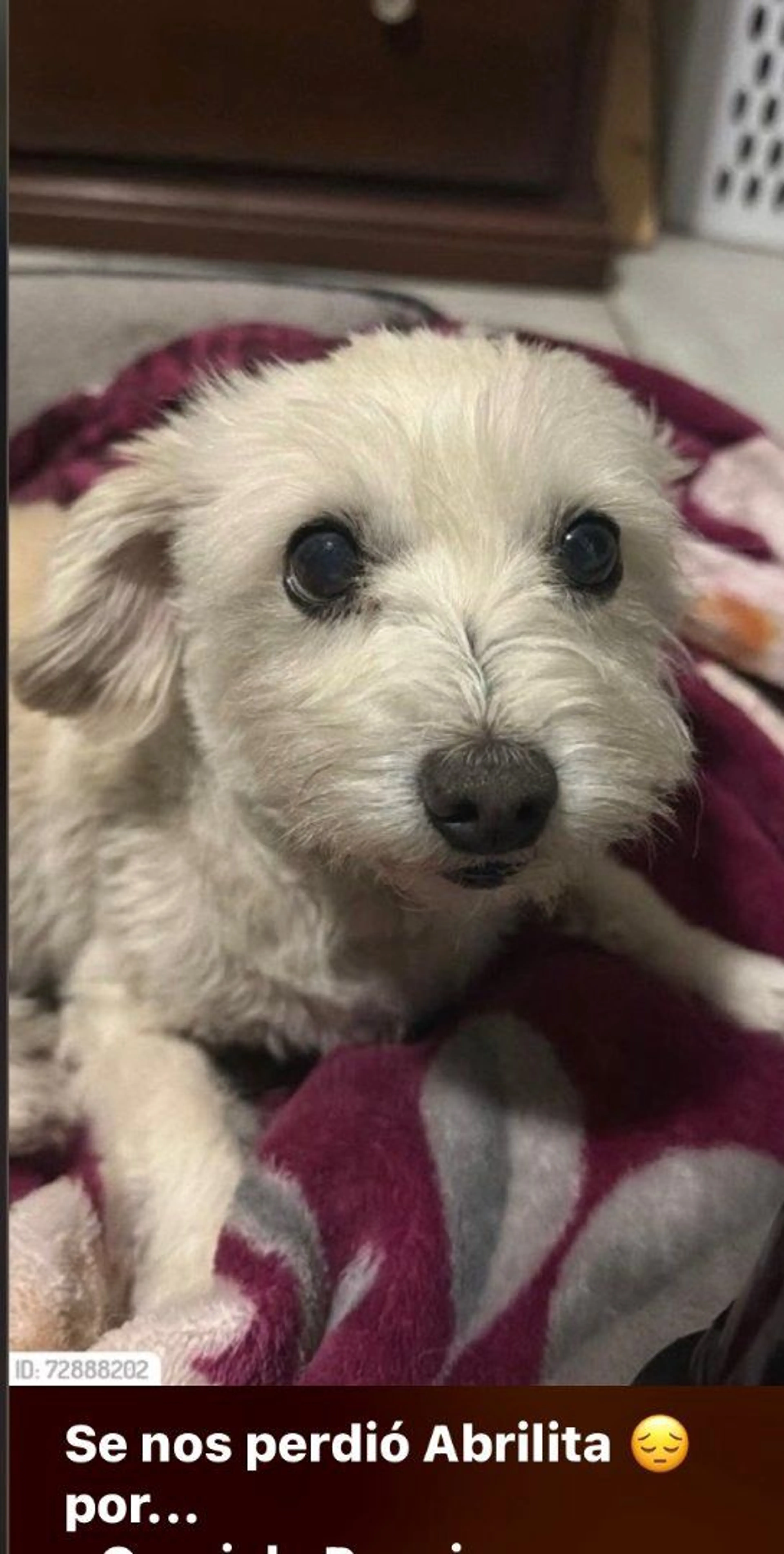 Lost pet