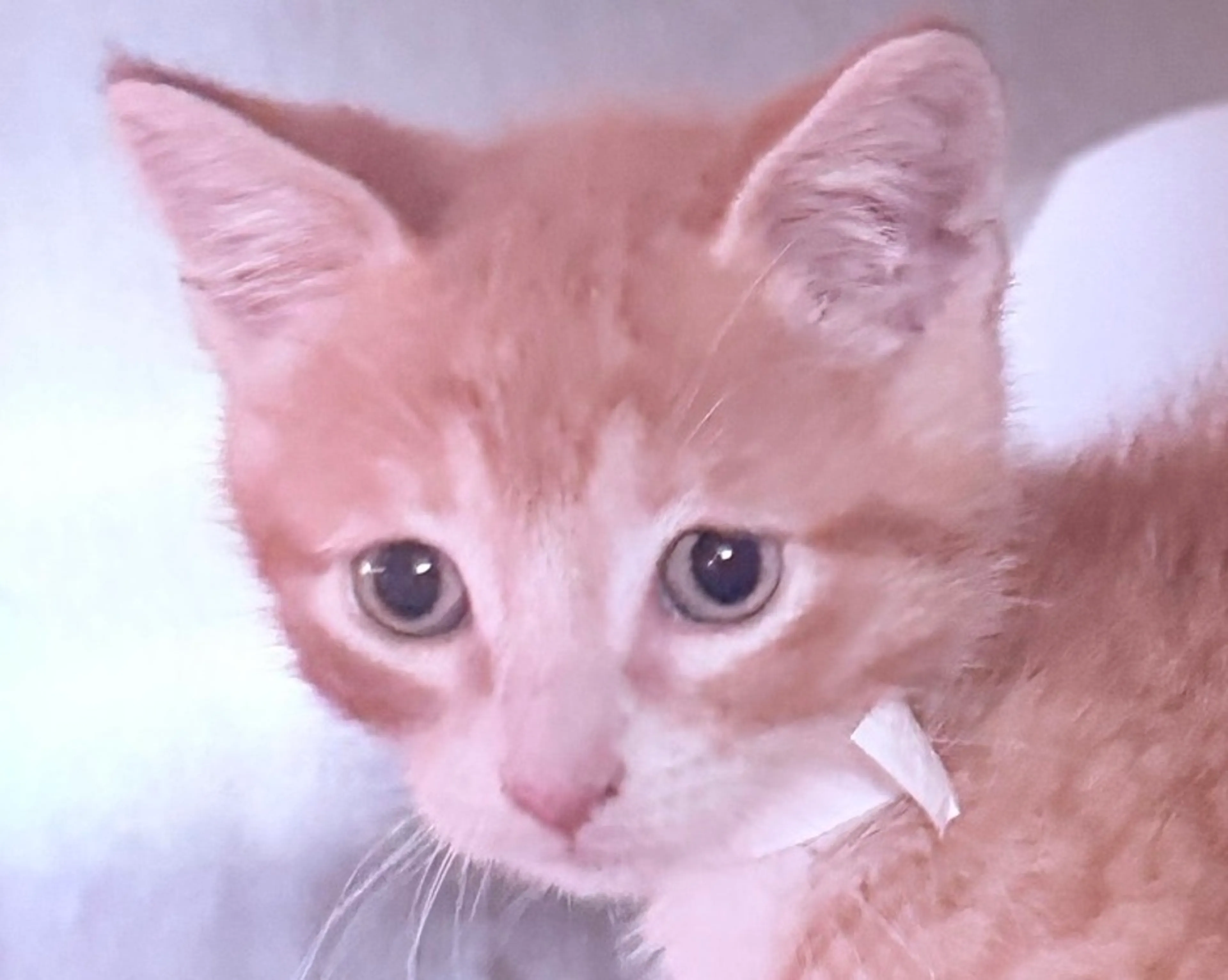 Found pet