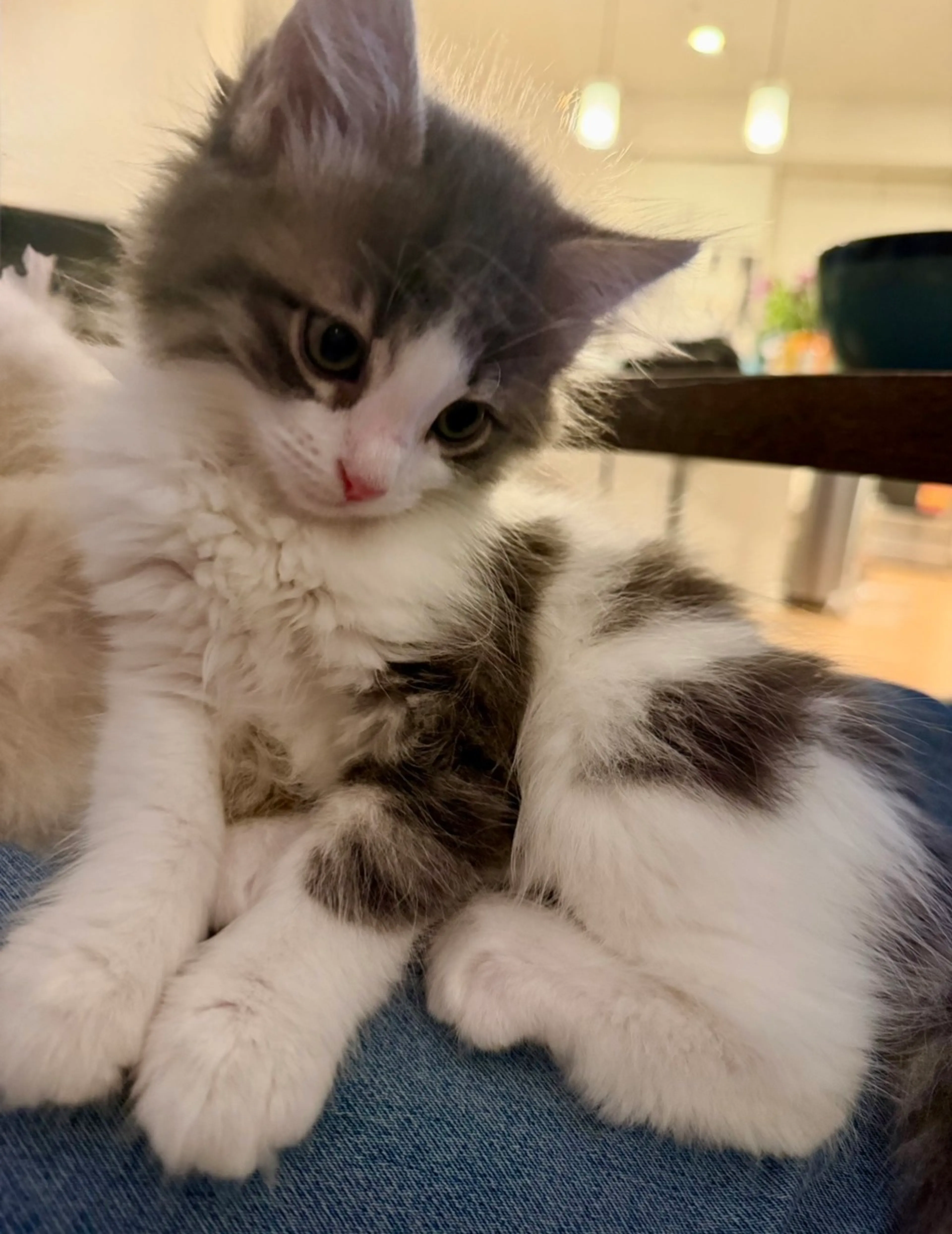 Found pet