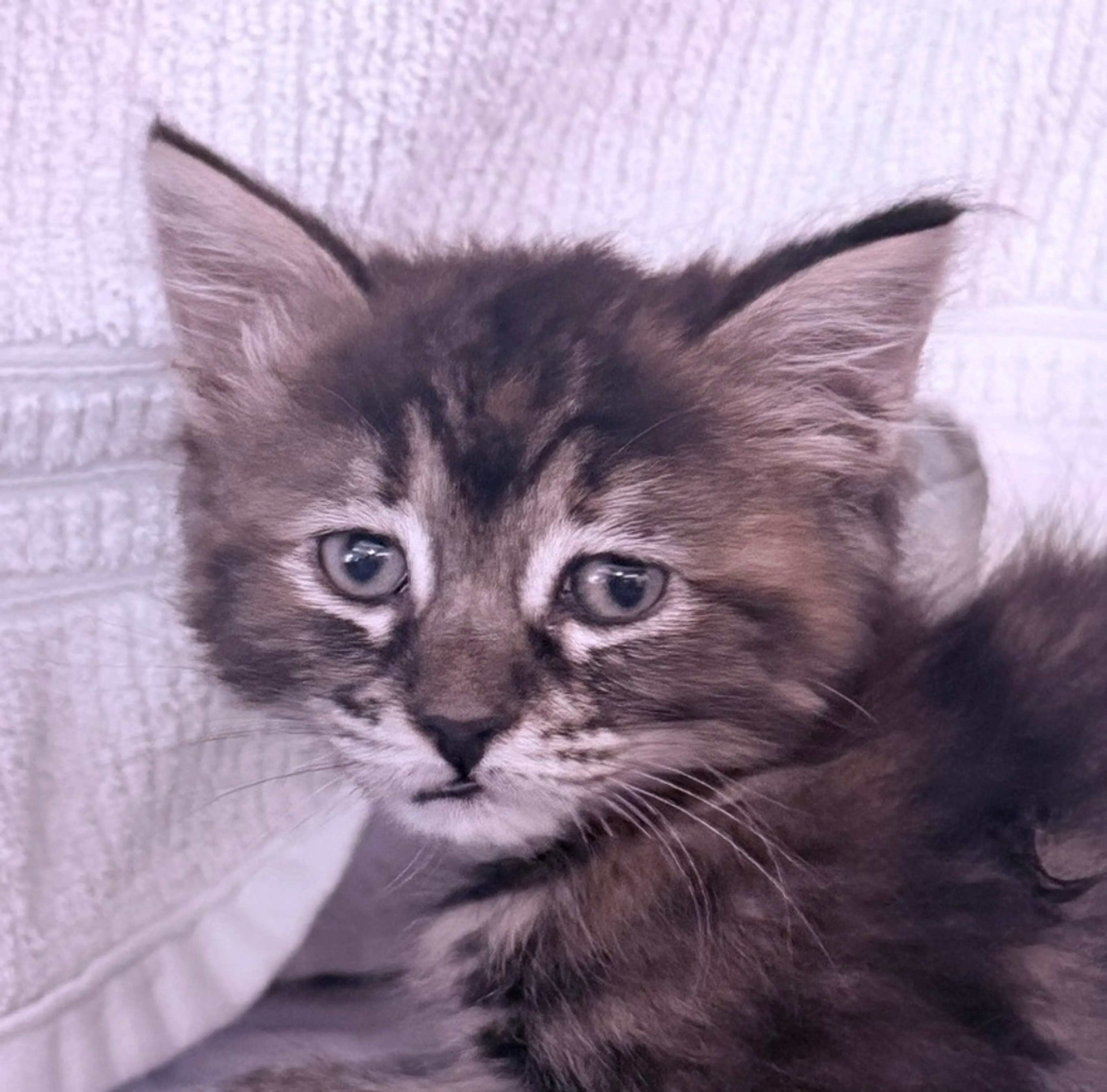 Found pet
