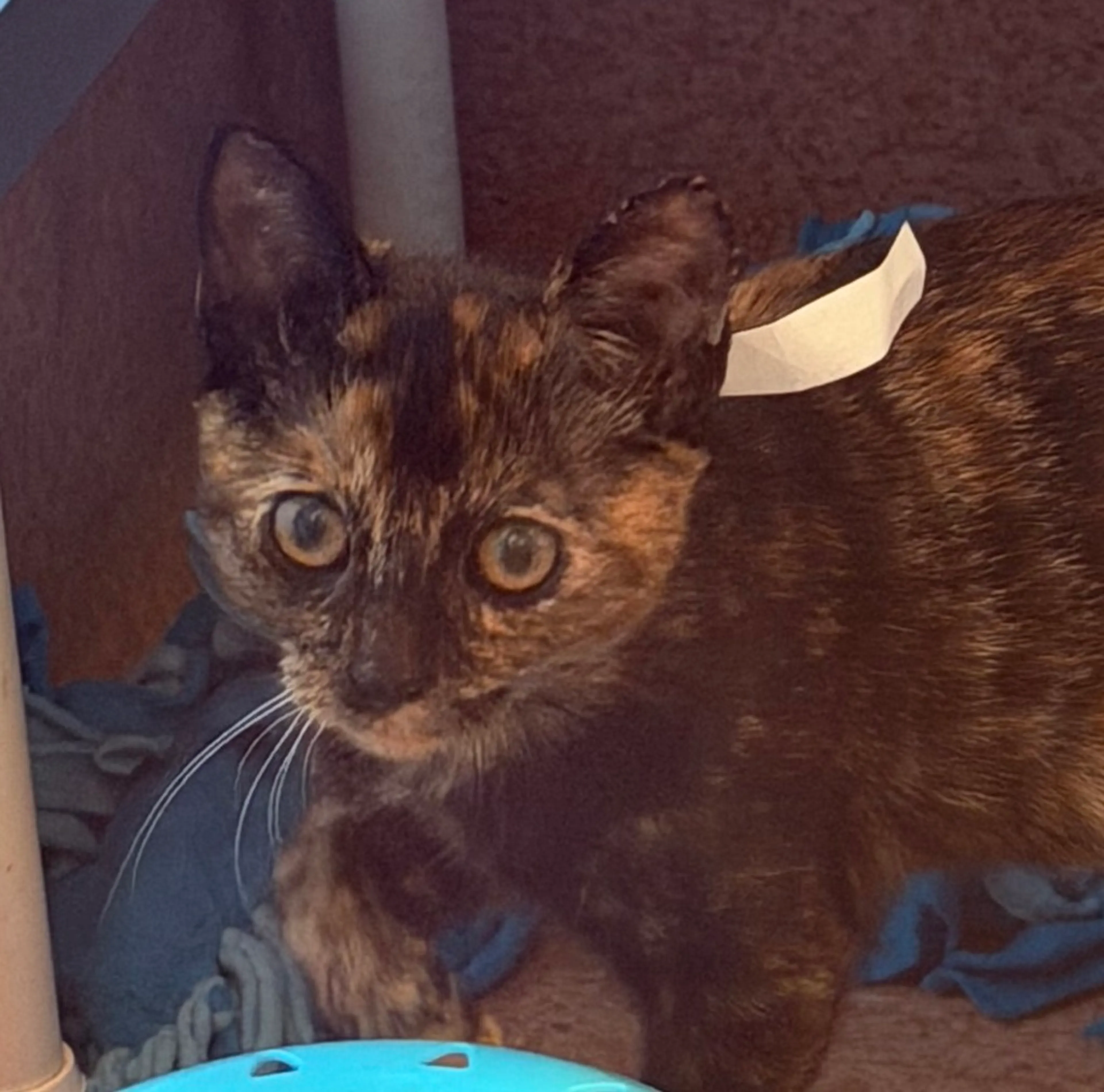 Found pet