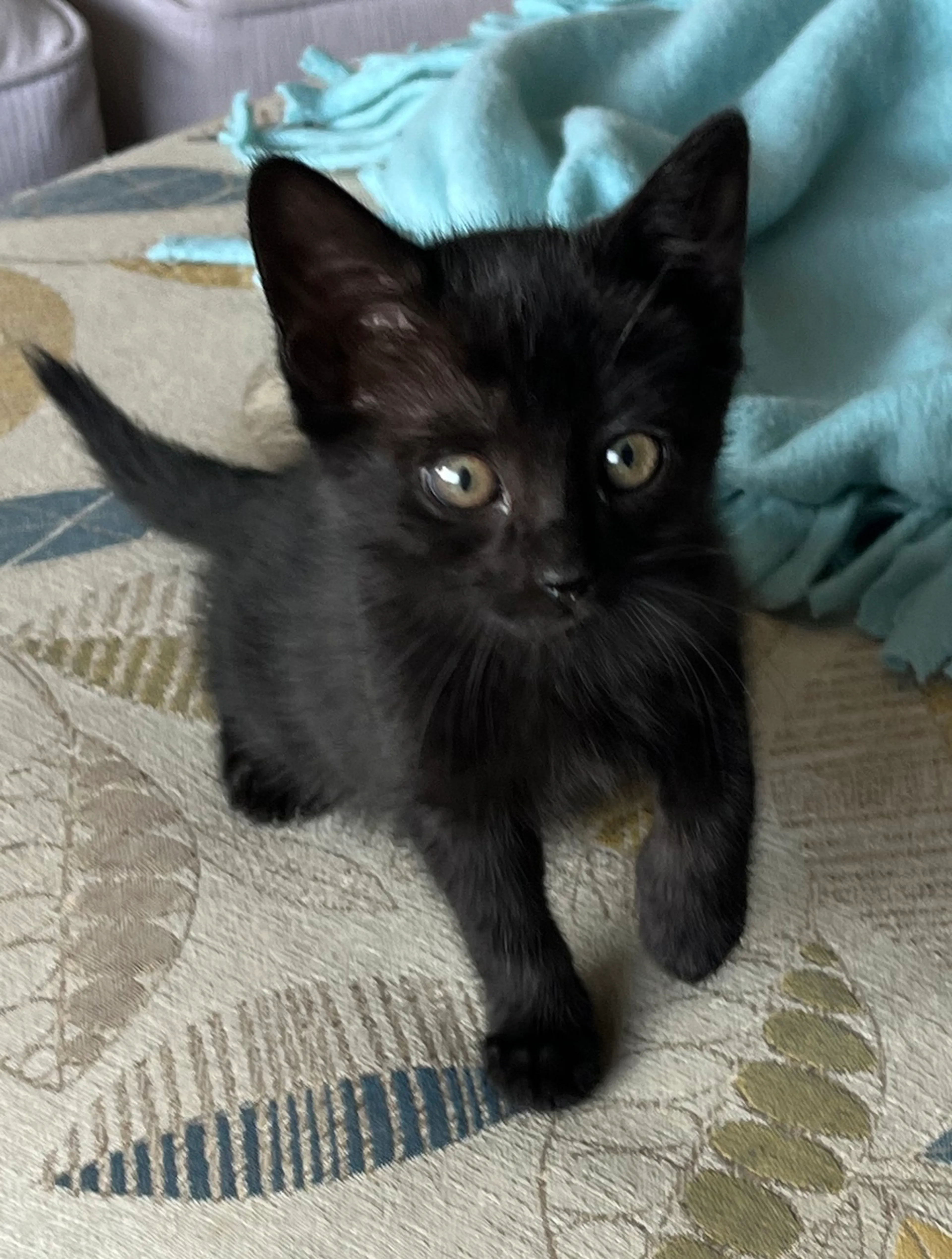 Found pet