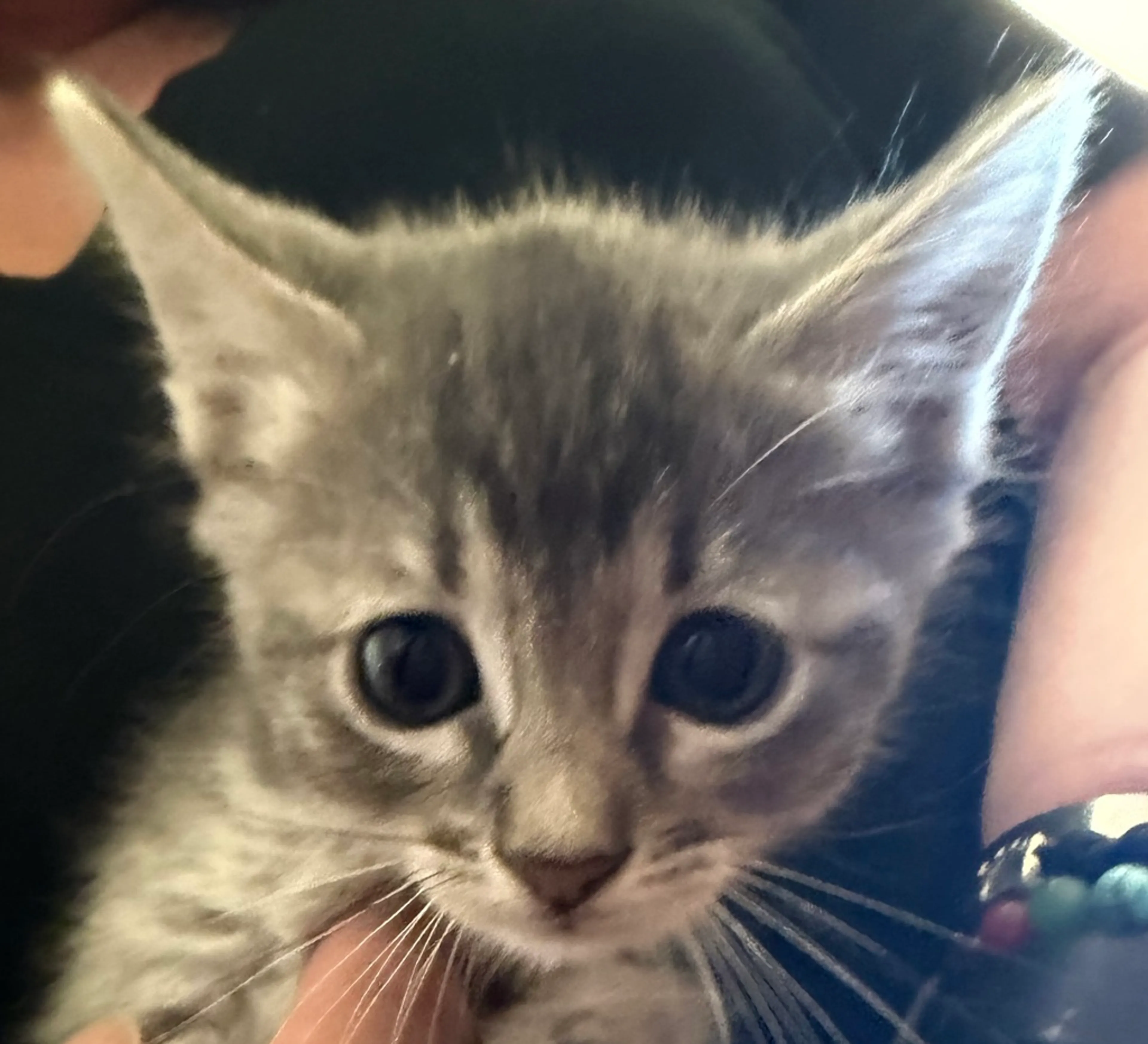 Found pet