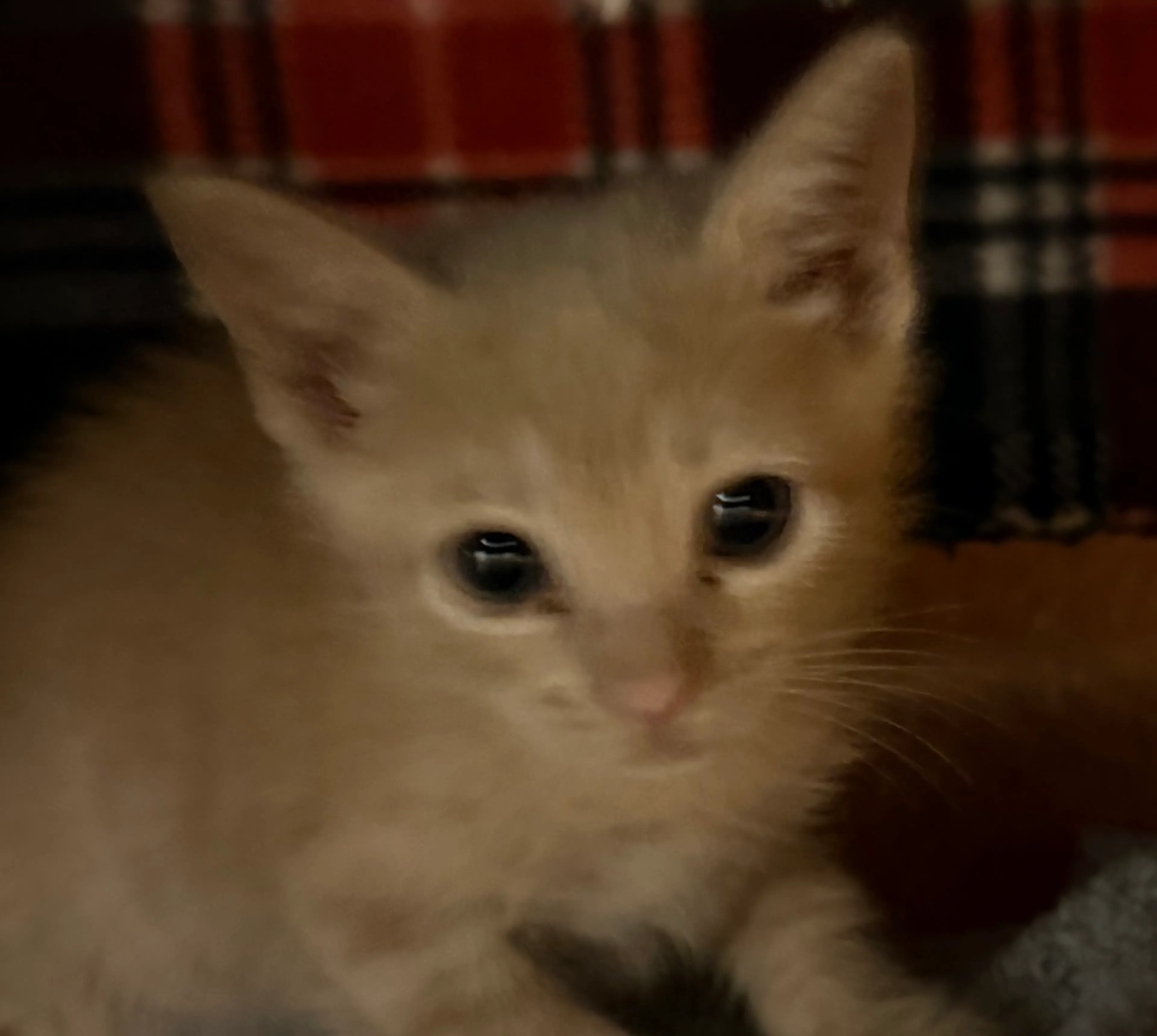 Found pet