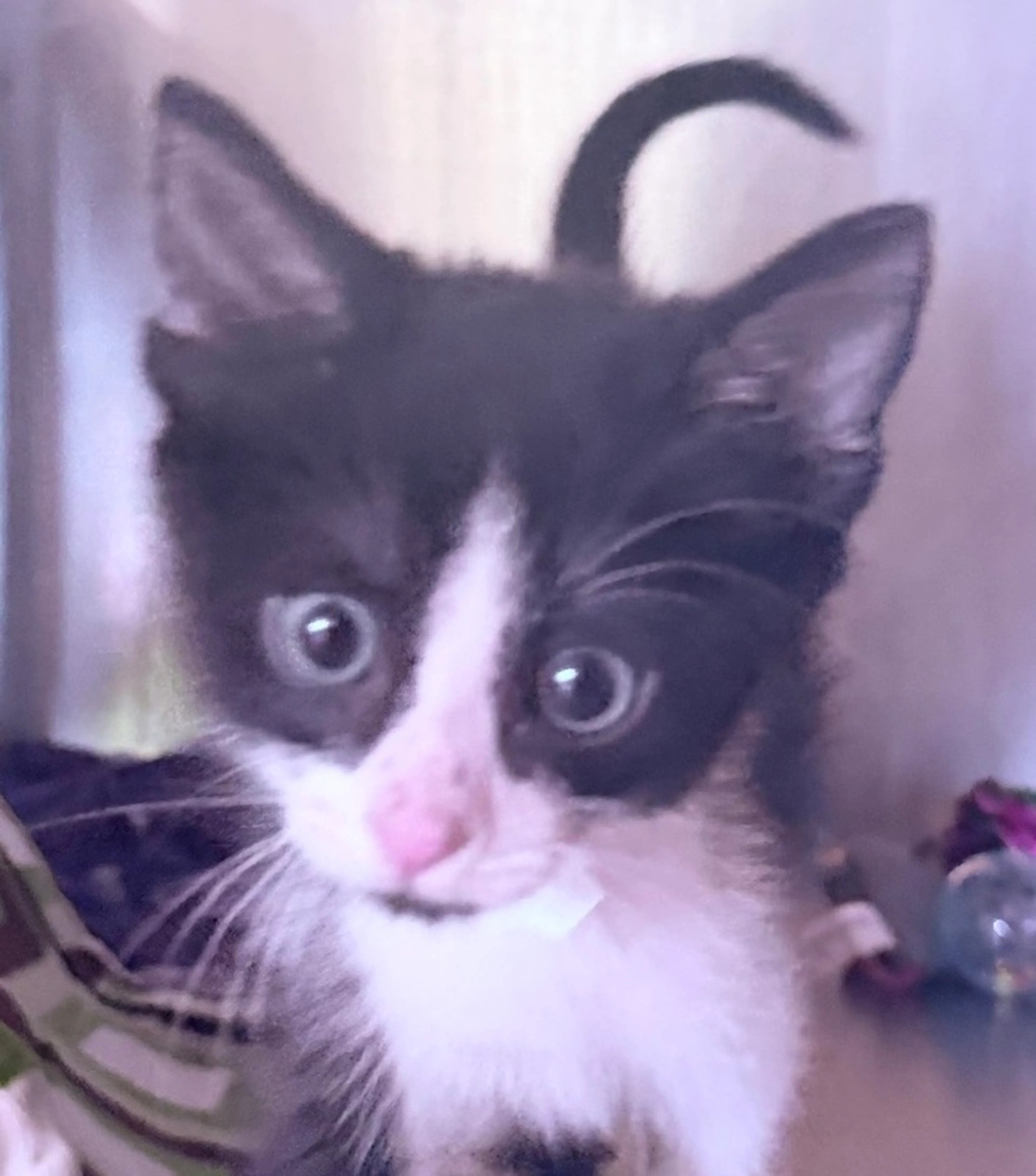 Found pet