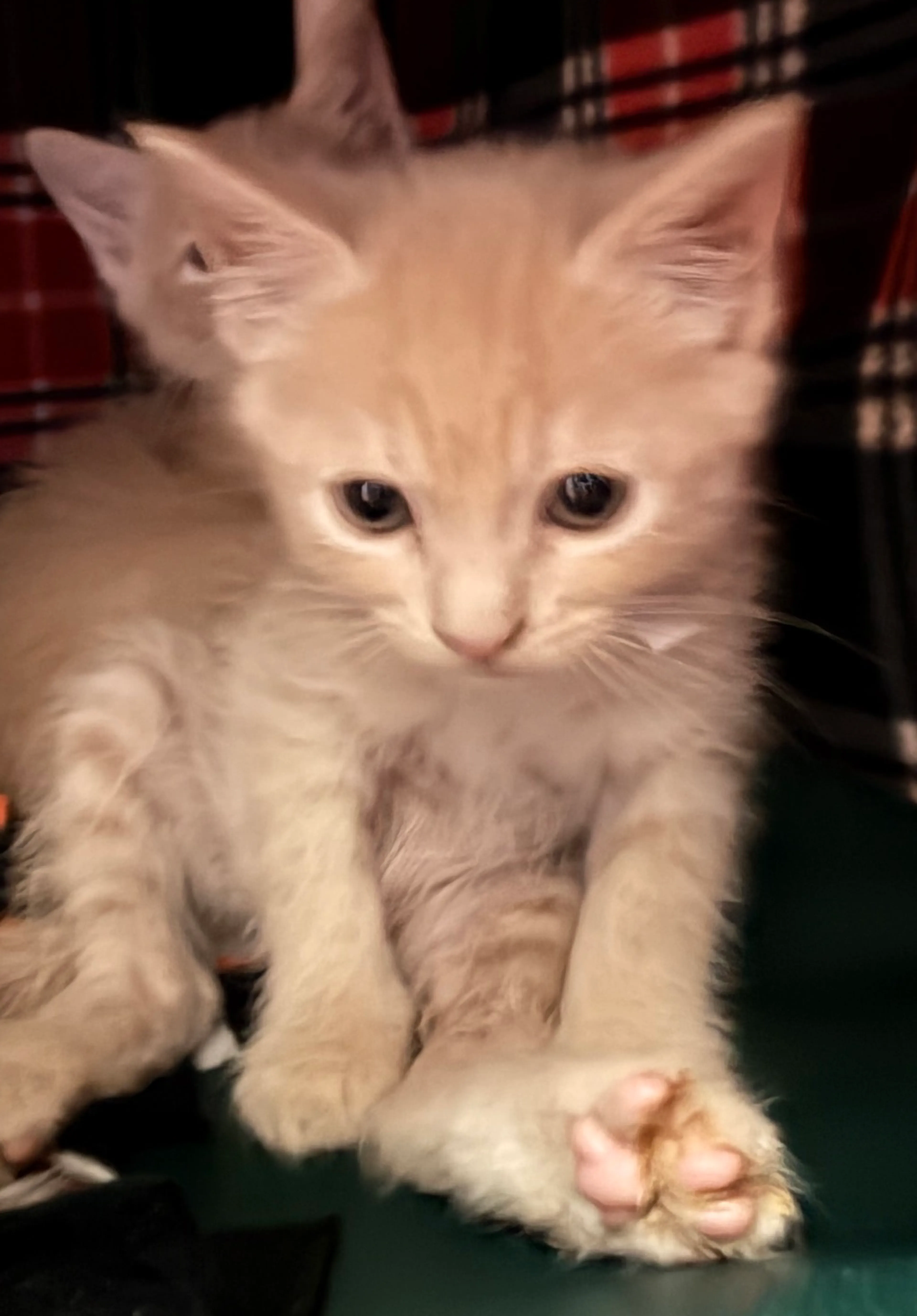 Found pet